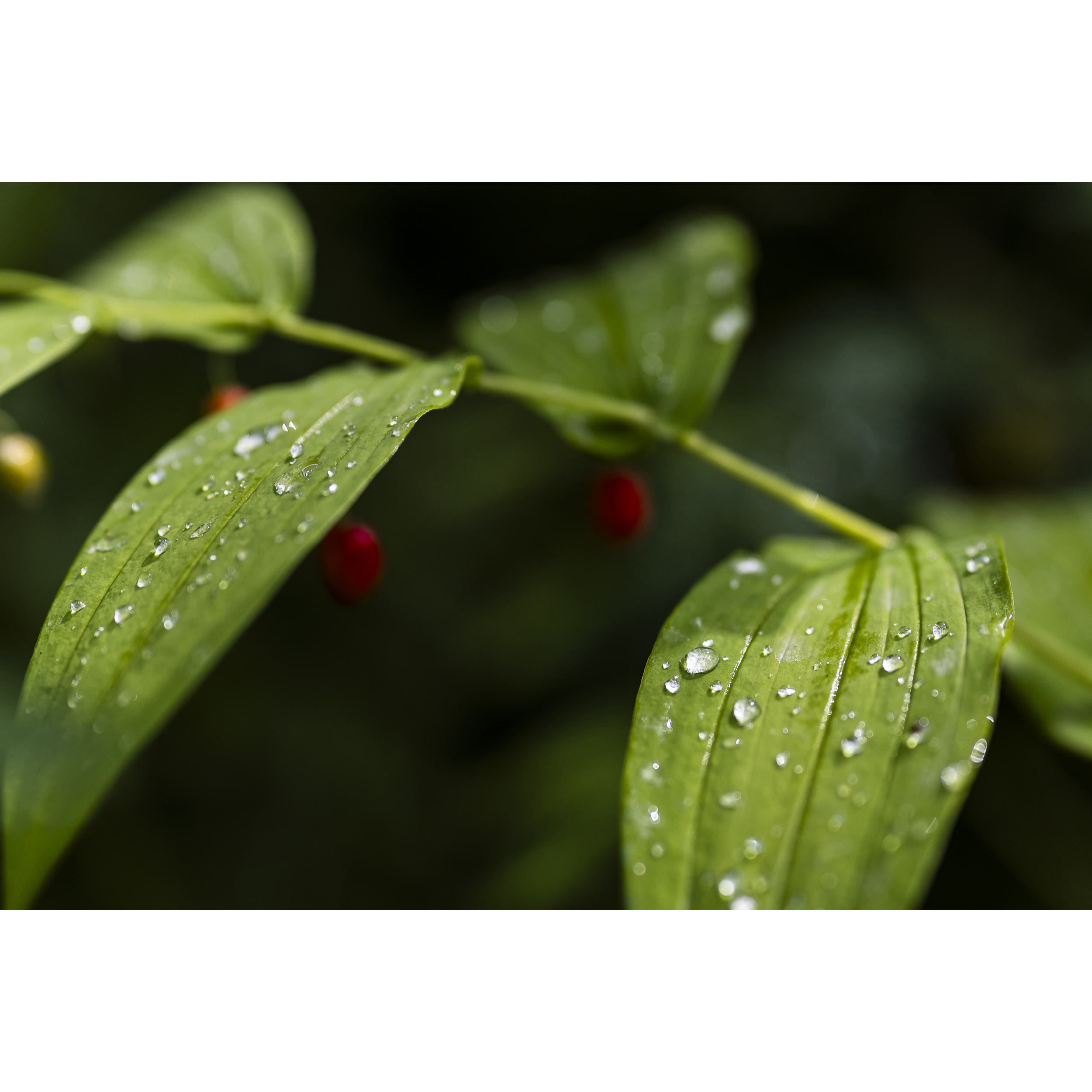 Watermelon Berry I