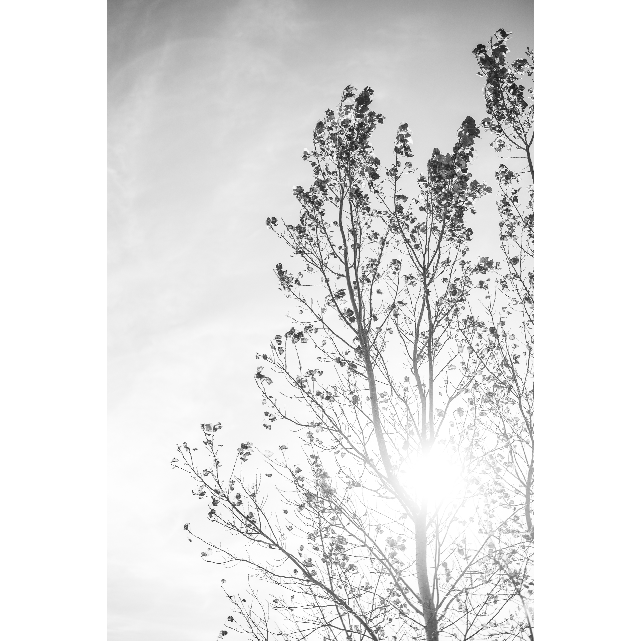 Tree of Light