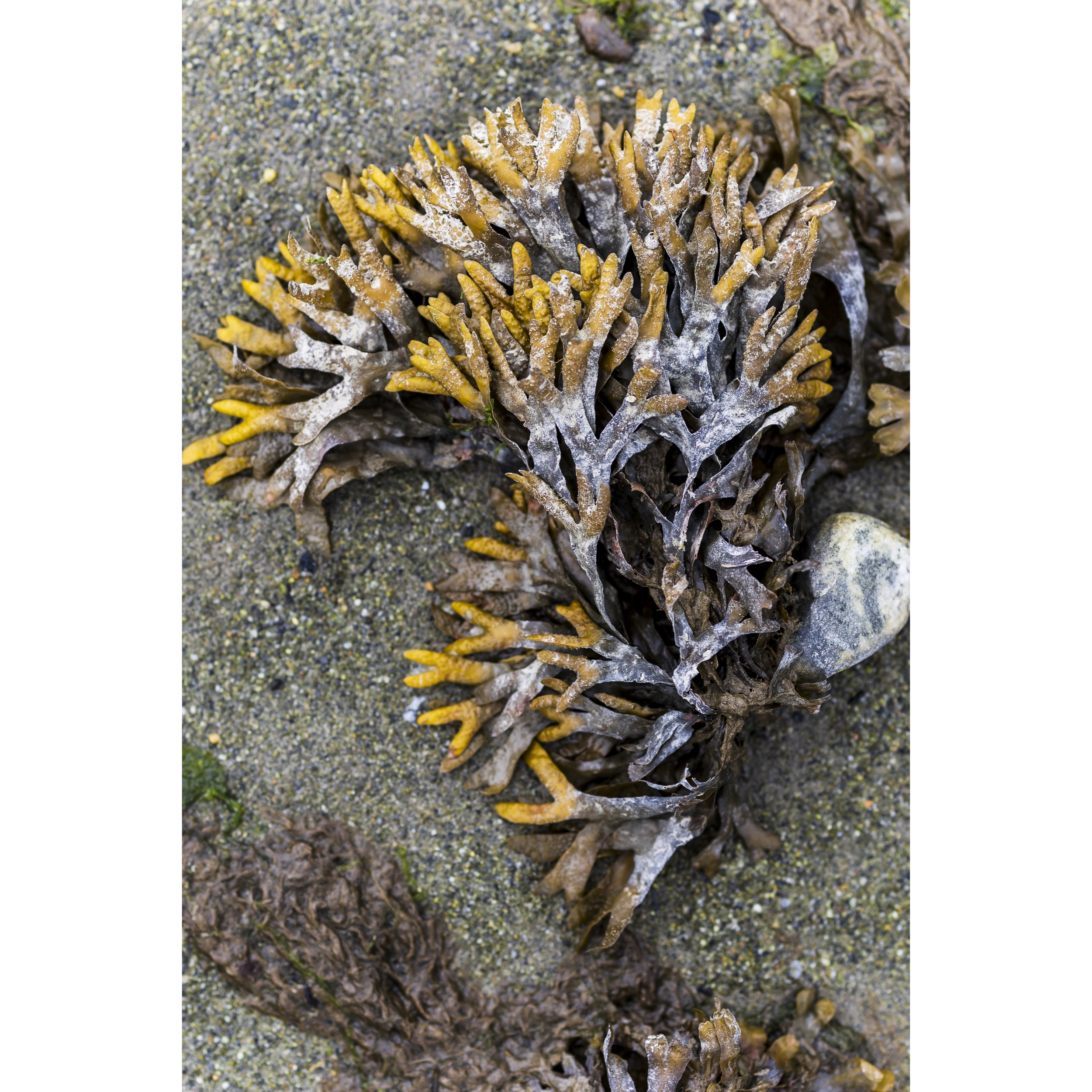 Salt-Crusted Wrack I