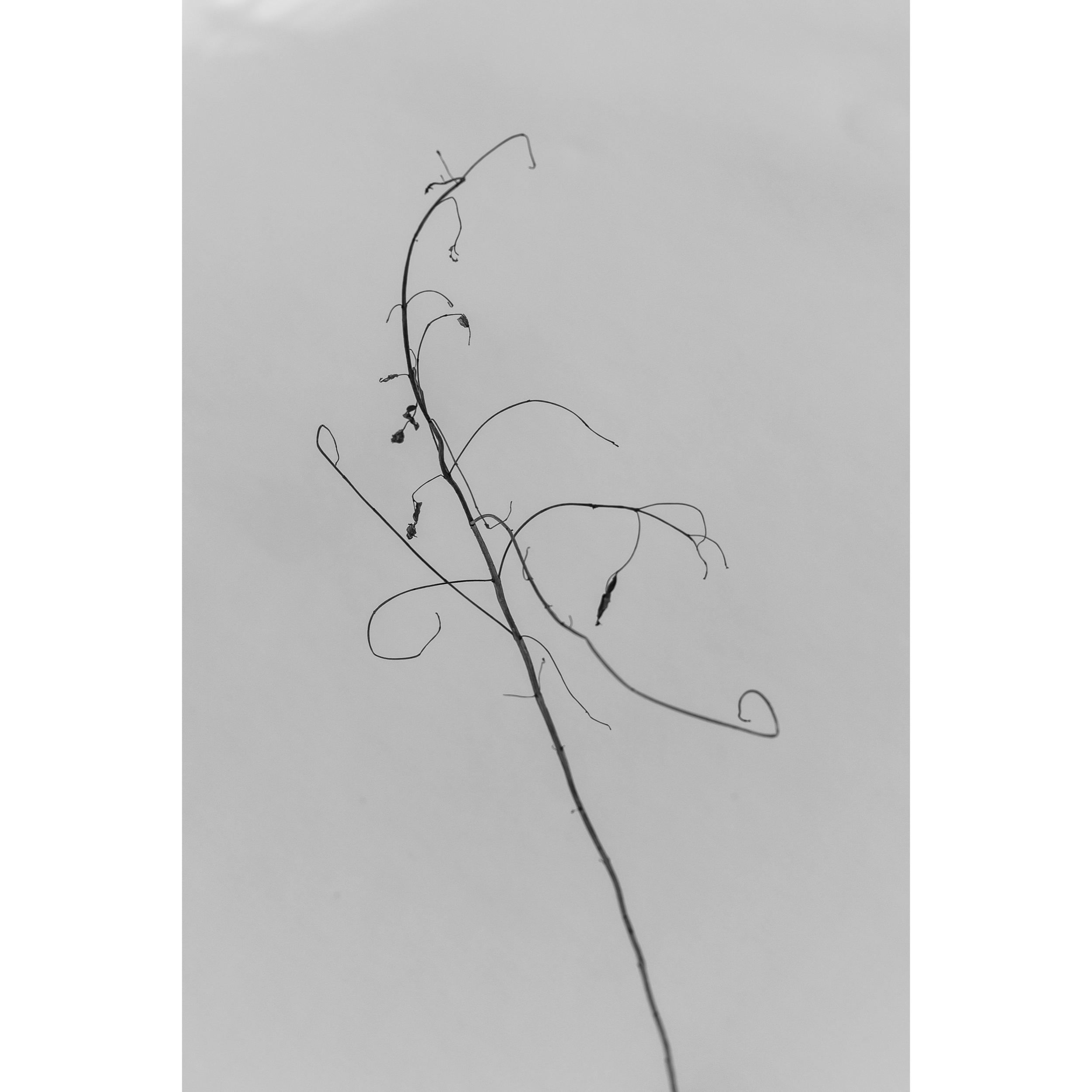 Untitled XVIII