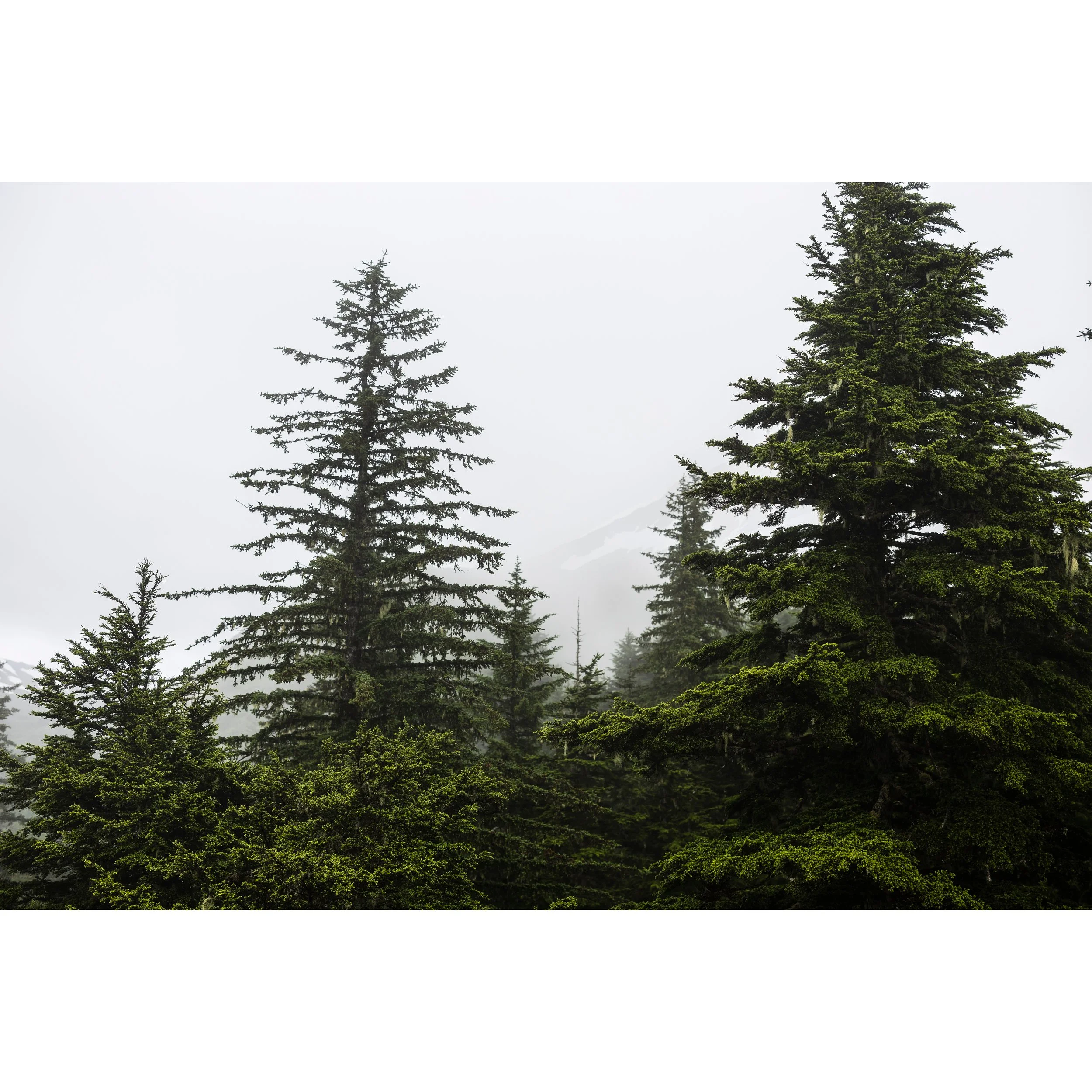 Temperate Rainforest I