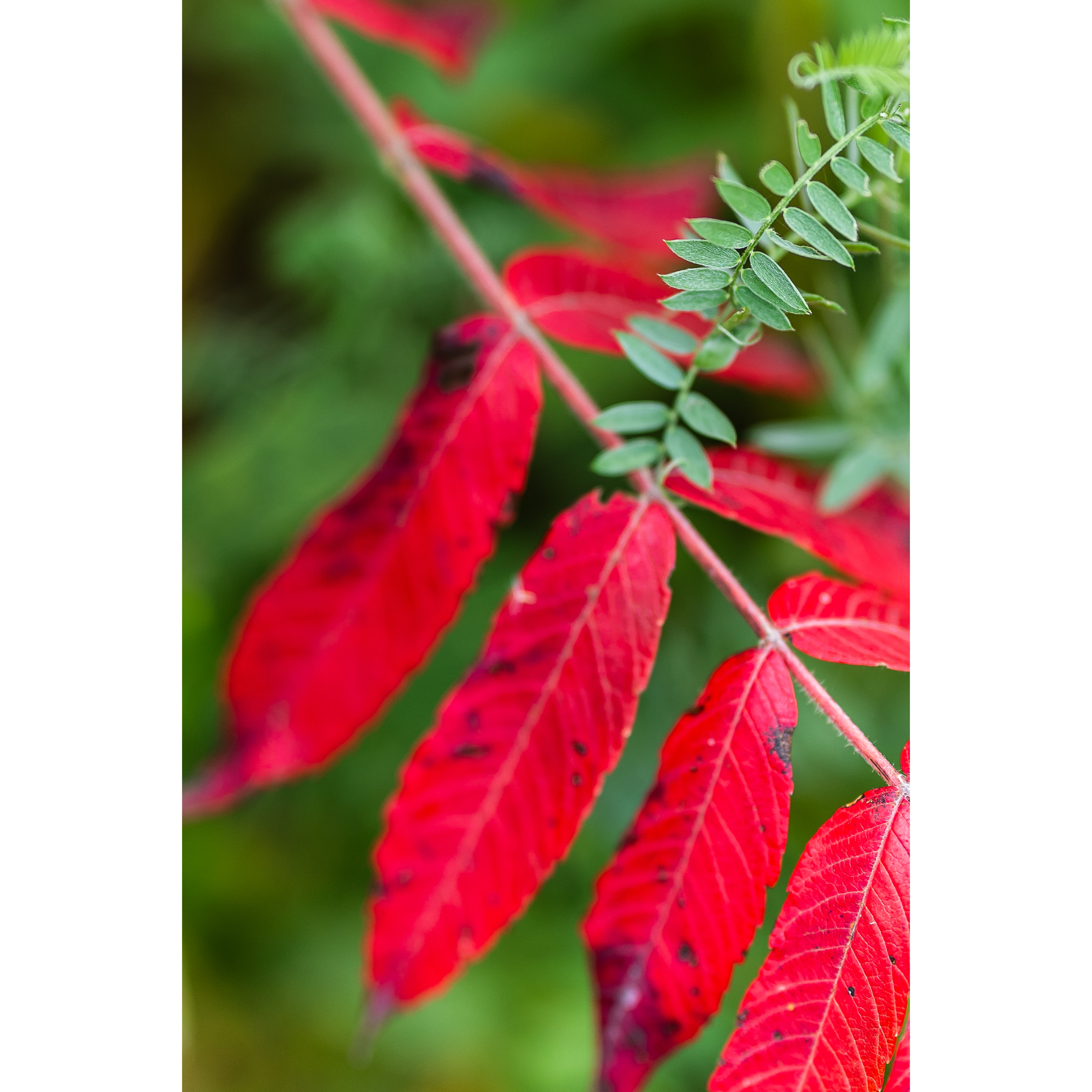 Autumn VIII