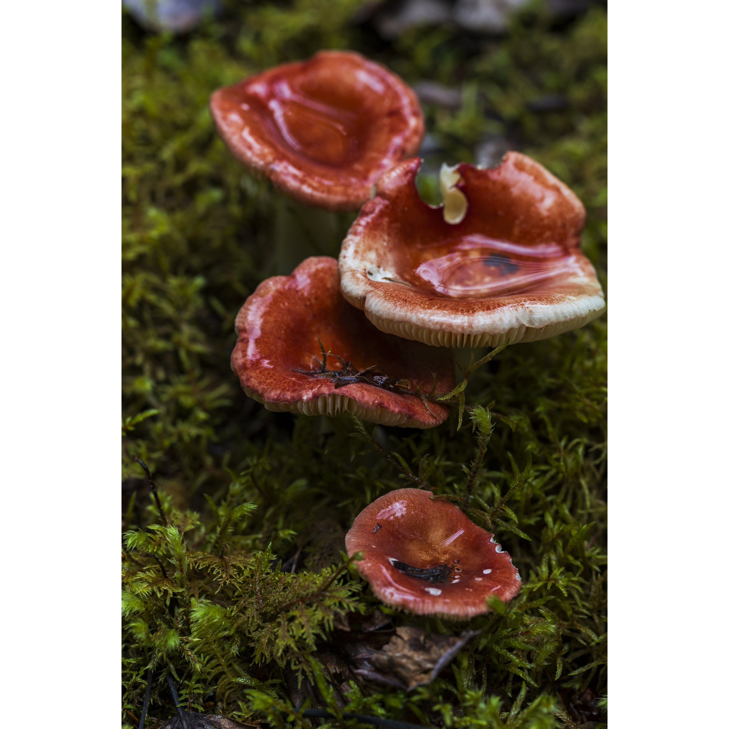 Russula