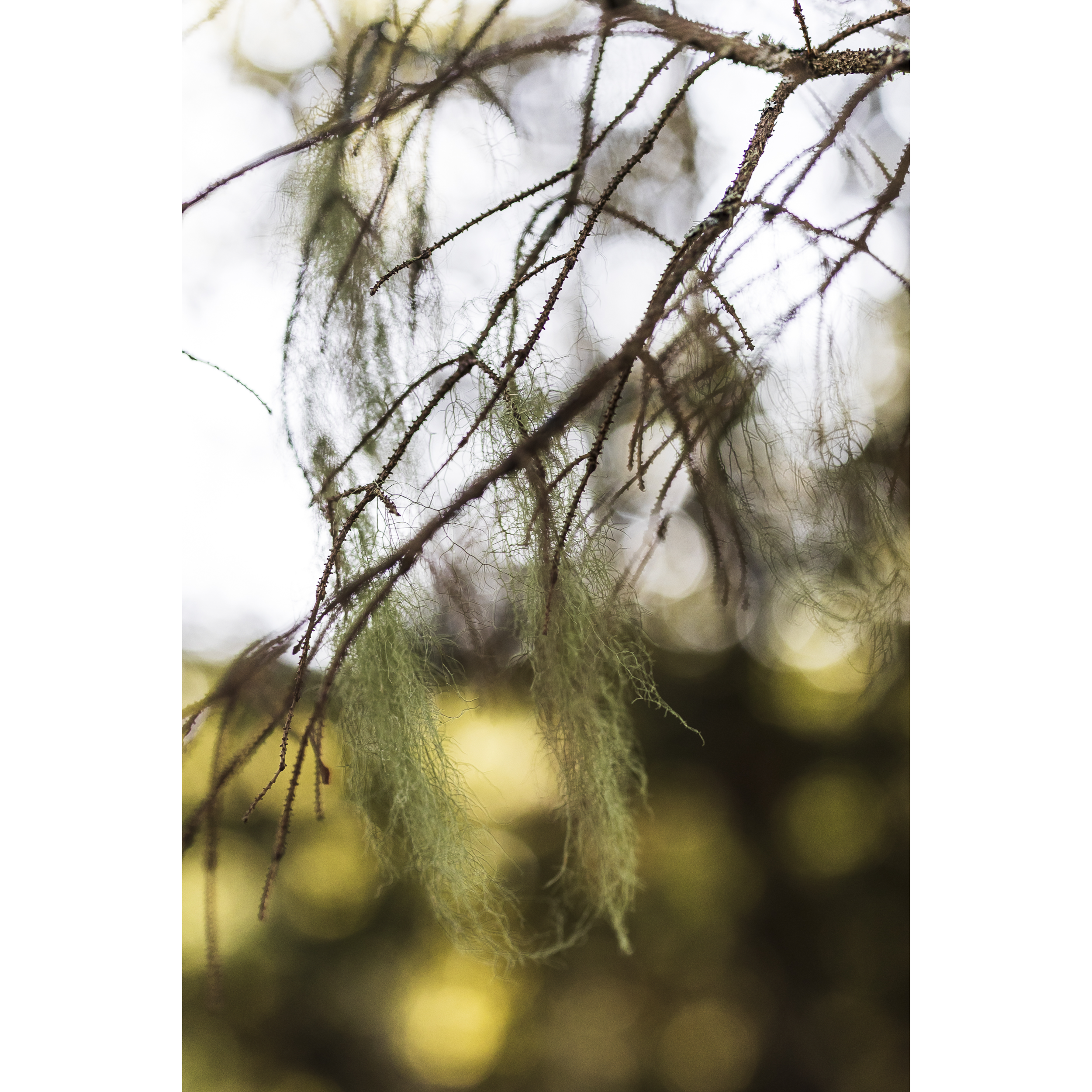 Usnea
