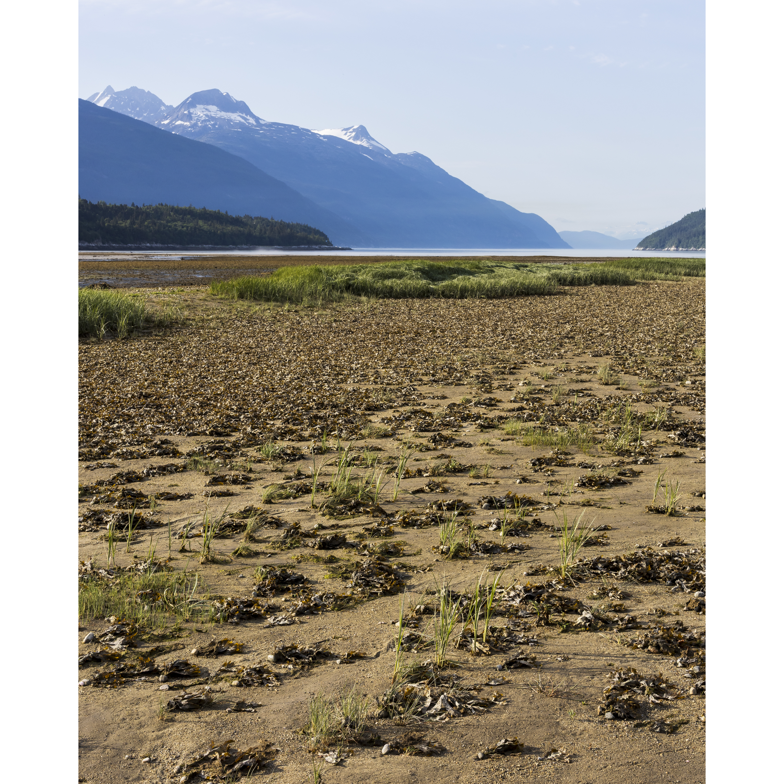 Low Tide II