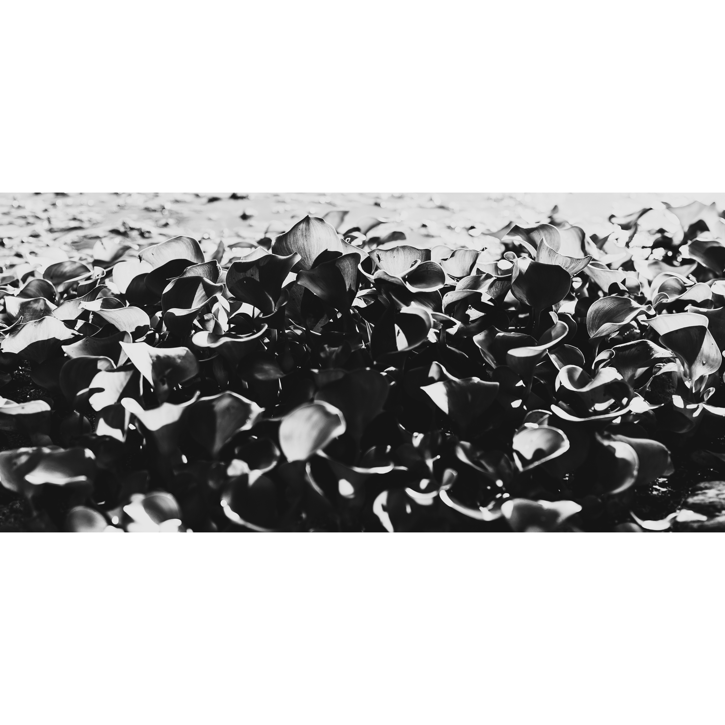 Water Hyacinth
