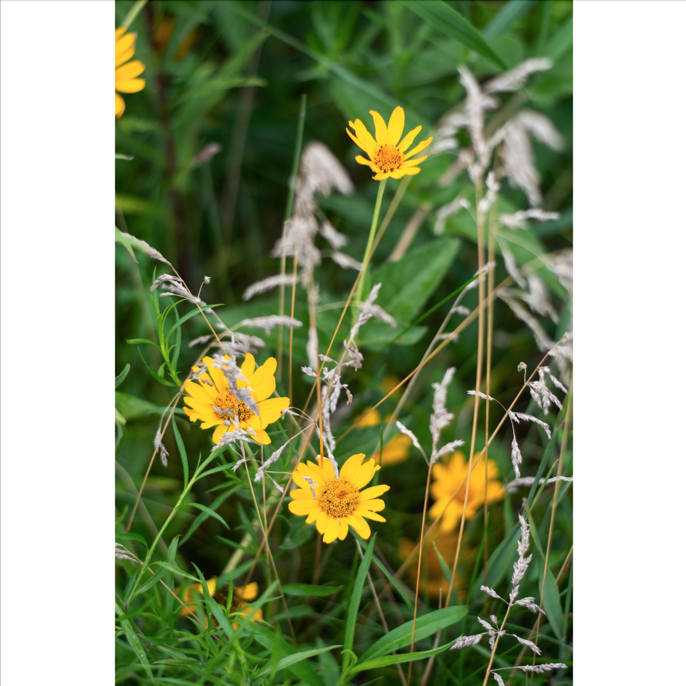 Arnica