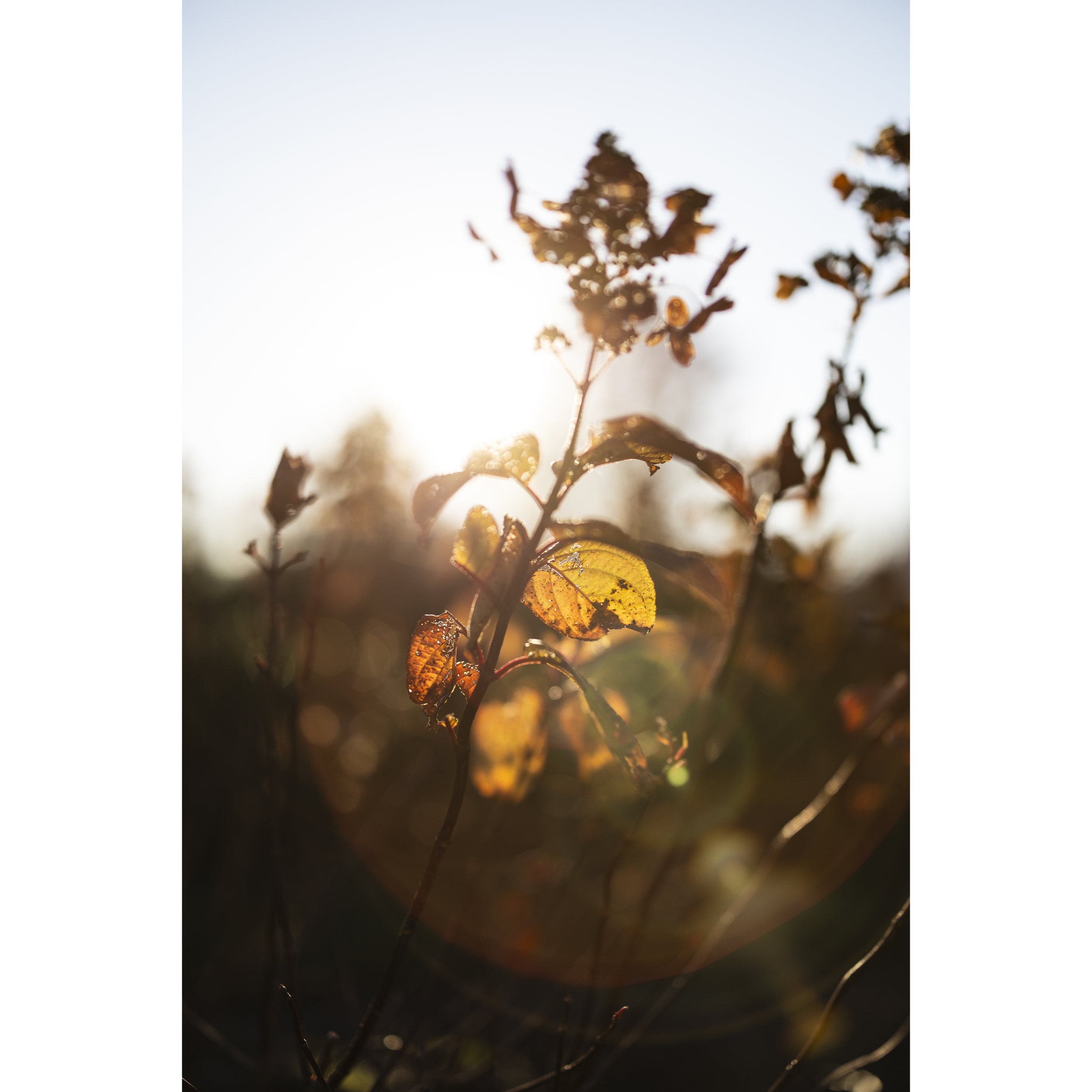 Flare