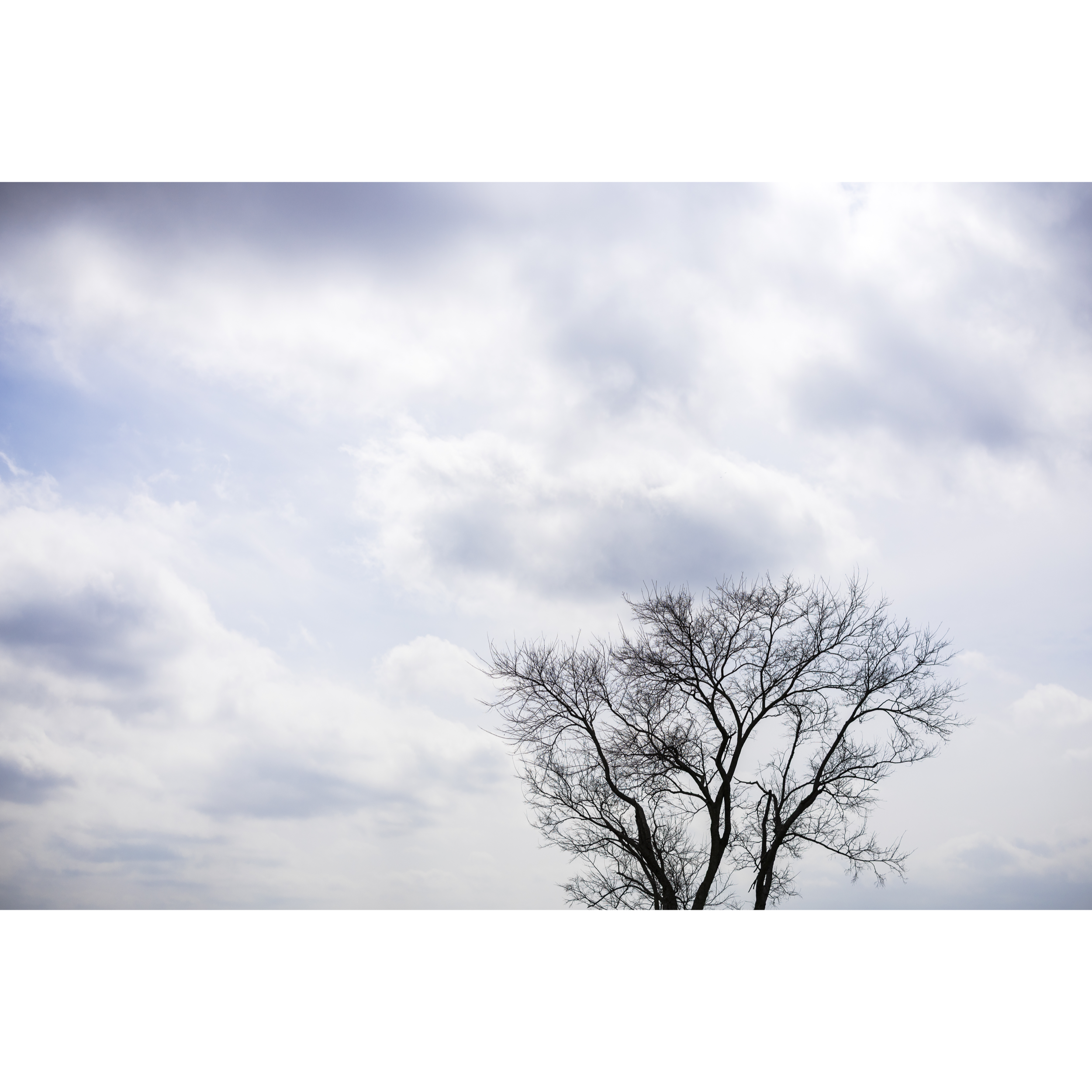Nashville Tree