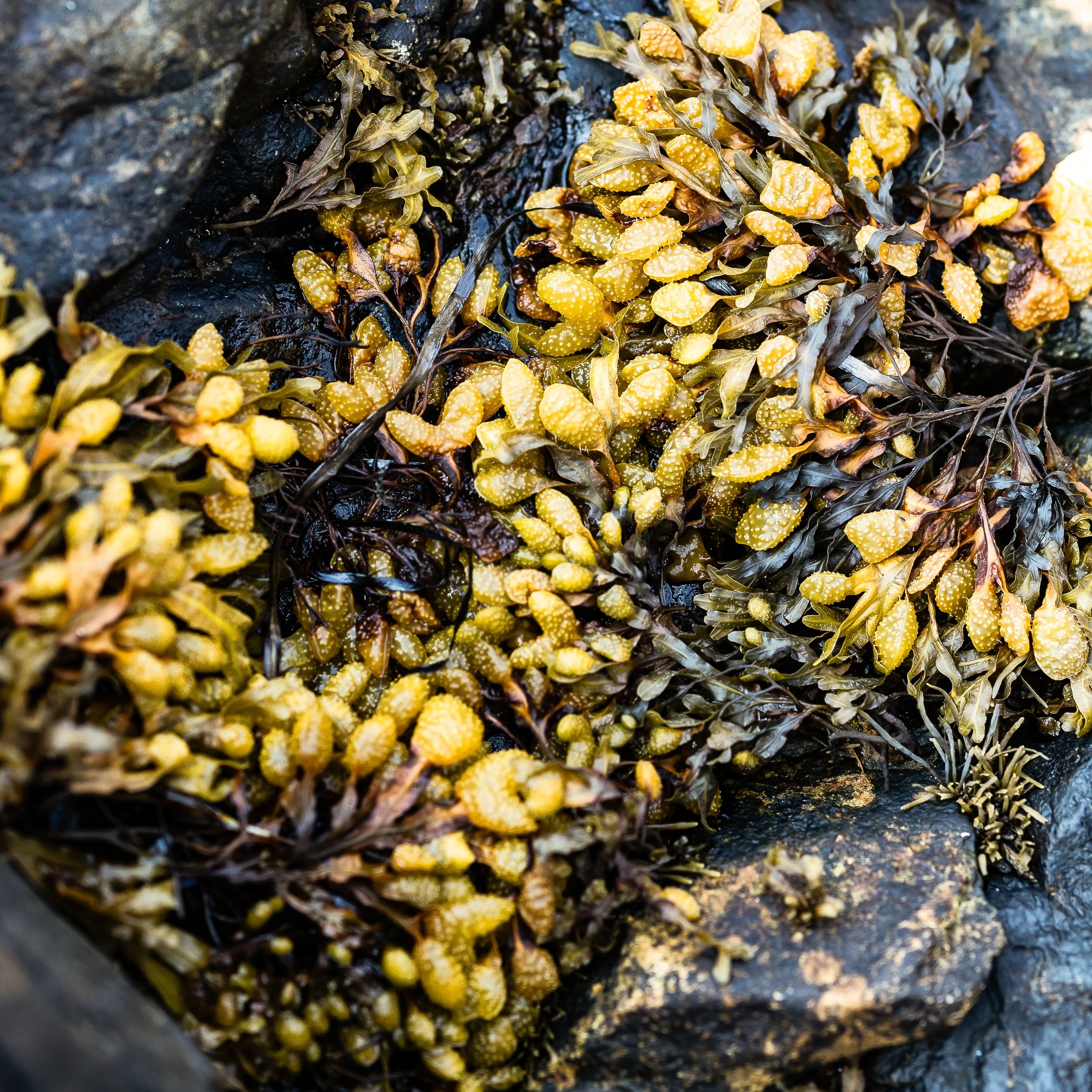 Bladderwrack I
