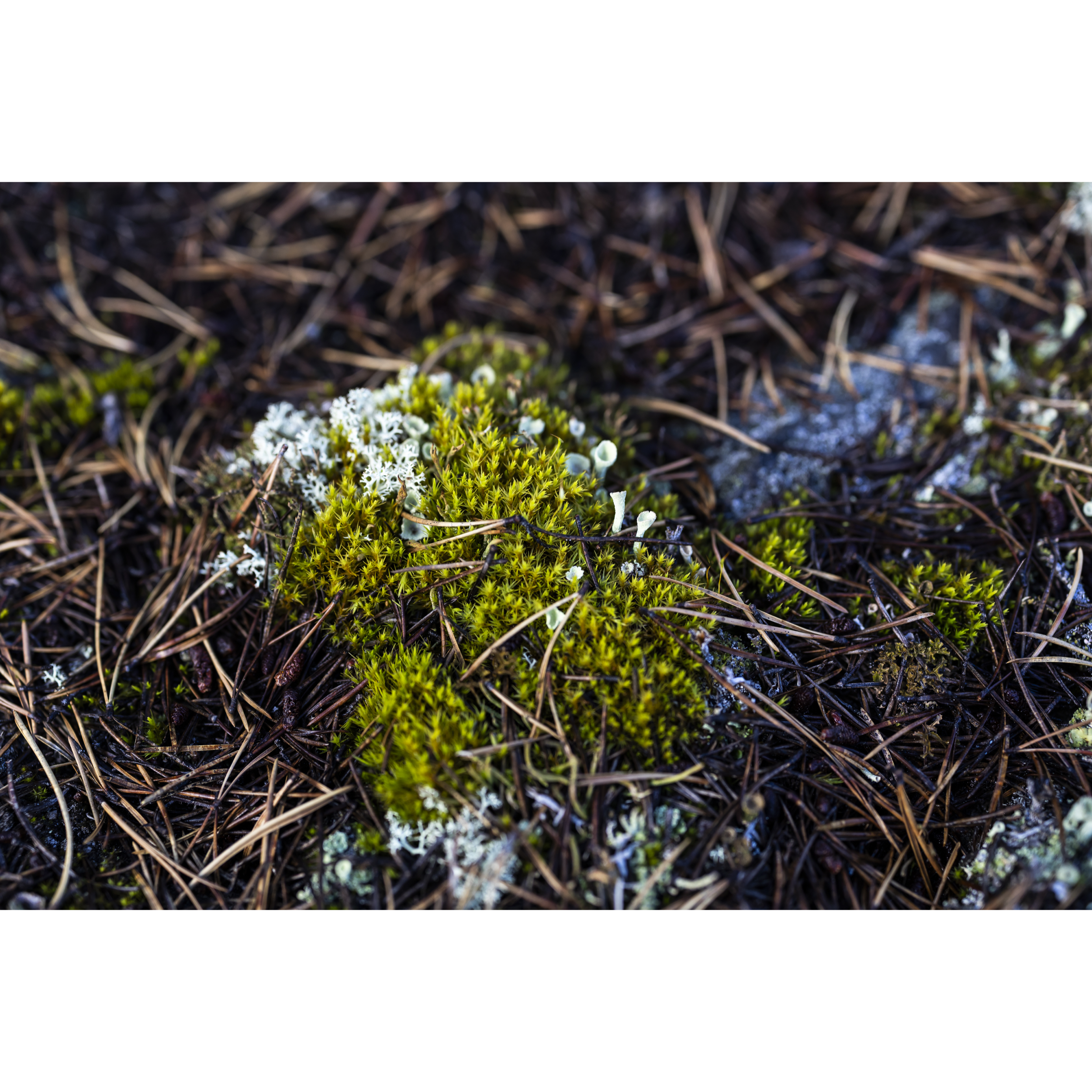 Moss & Reindeer Lichen