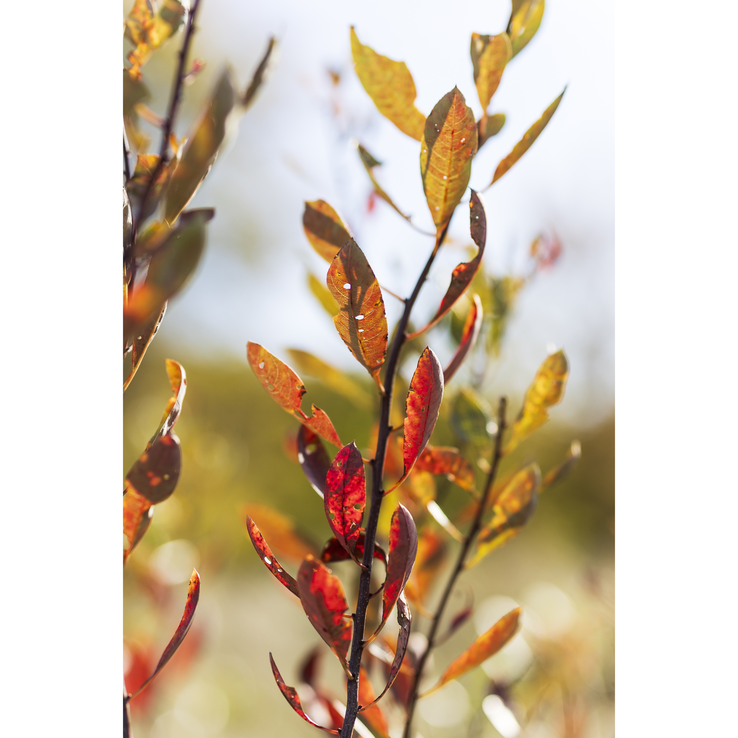 Autumn III