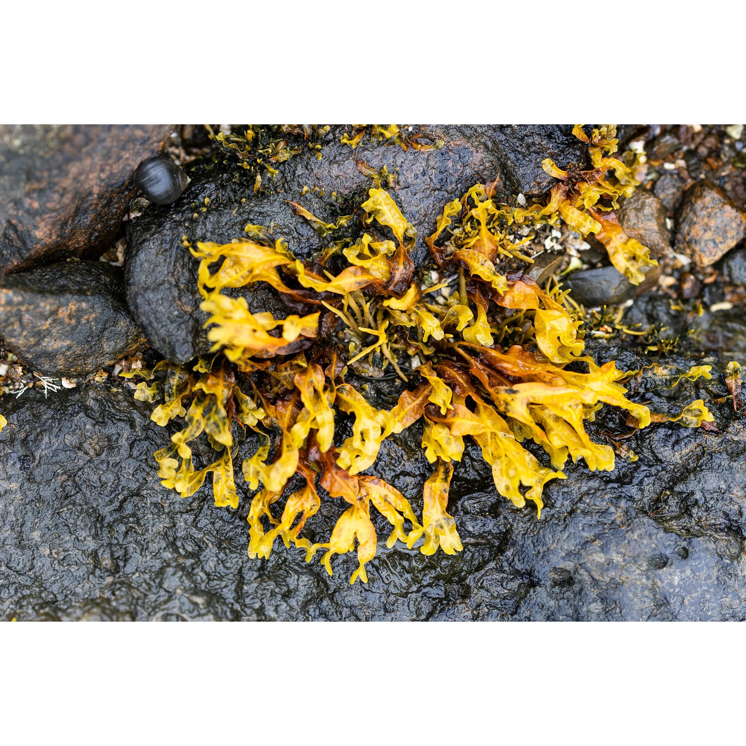Algae I