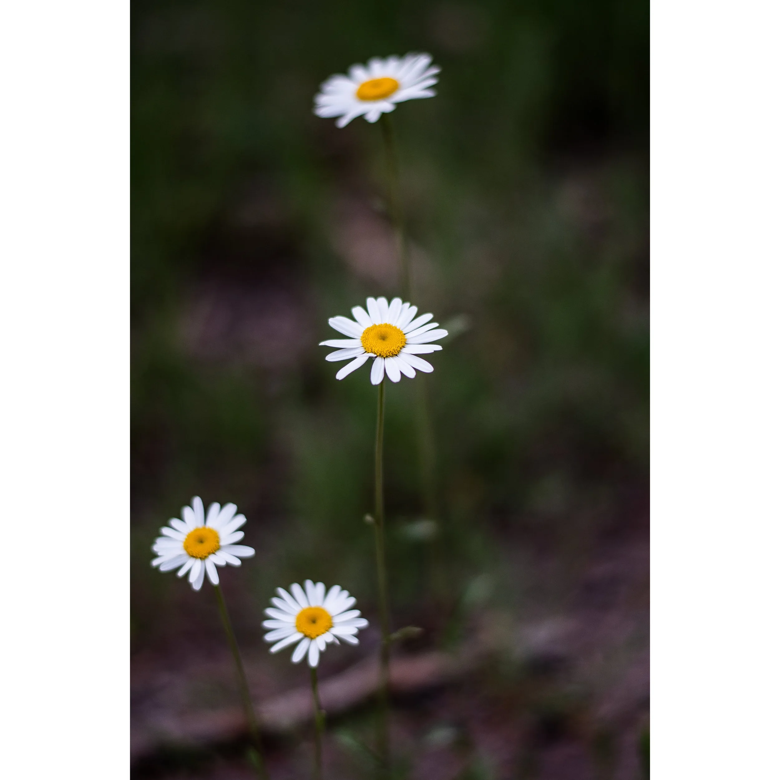 Oxeye Daisies