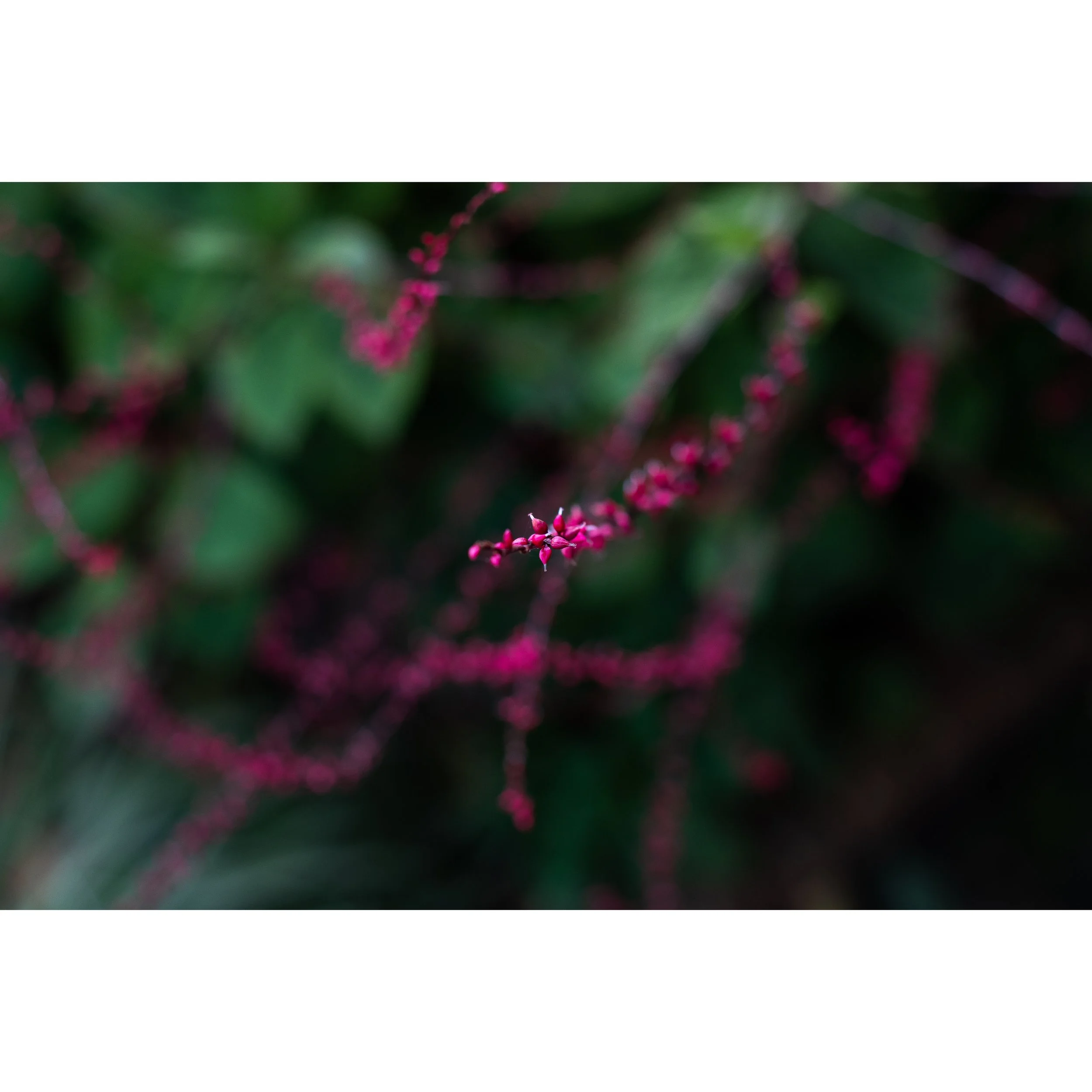Cluster