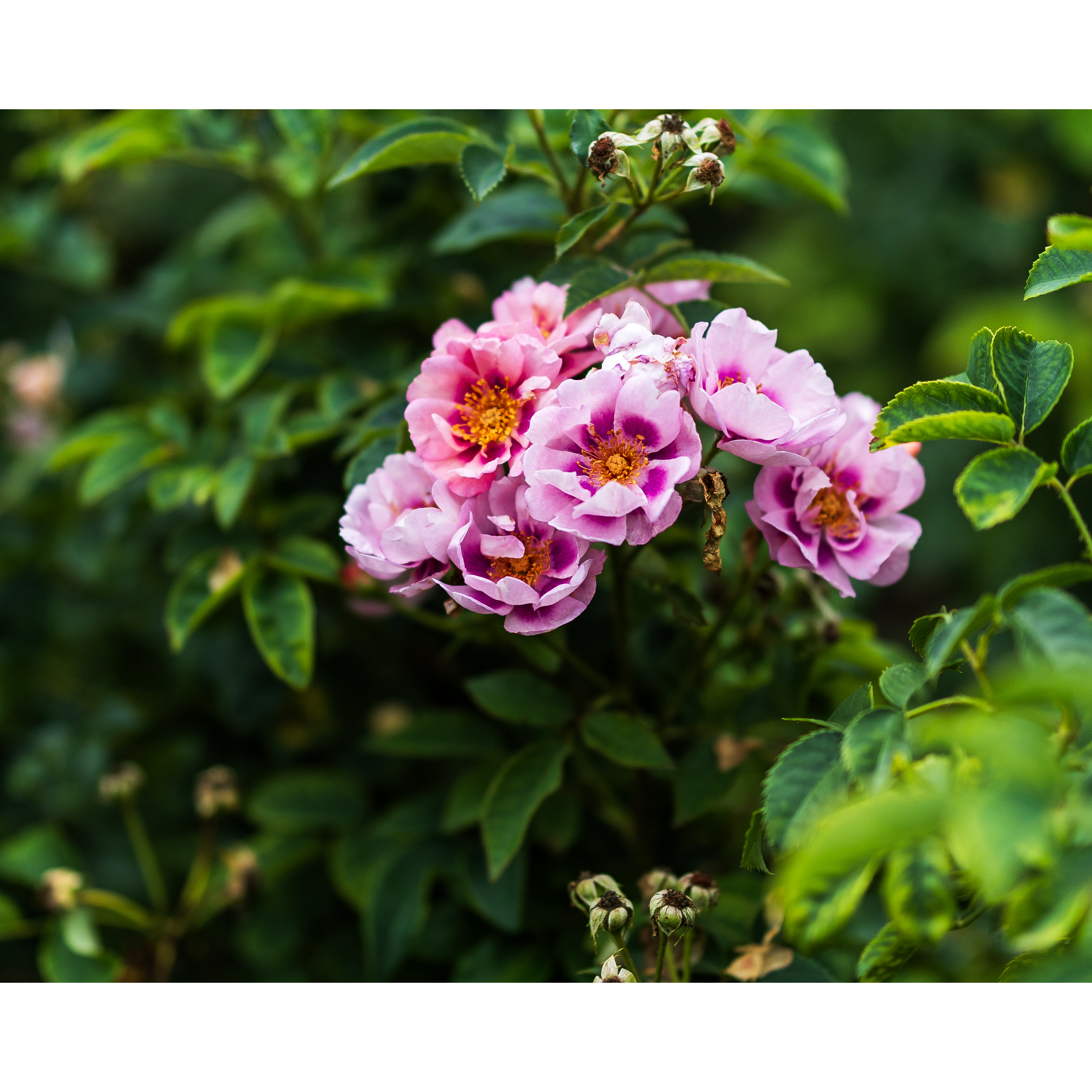 Roses VIII