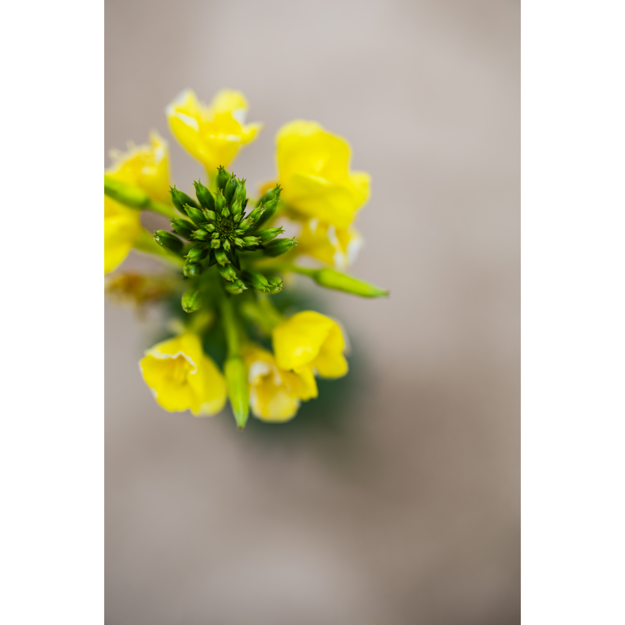 Evening Primrose