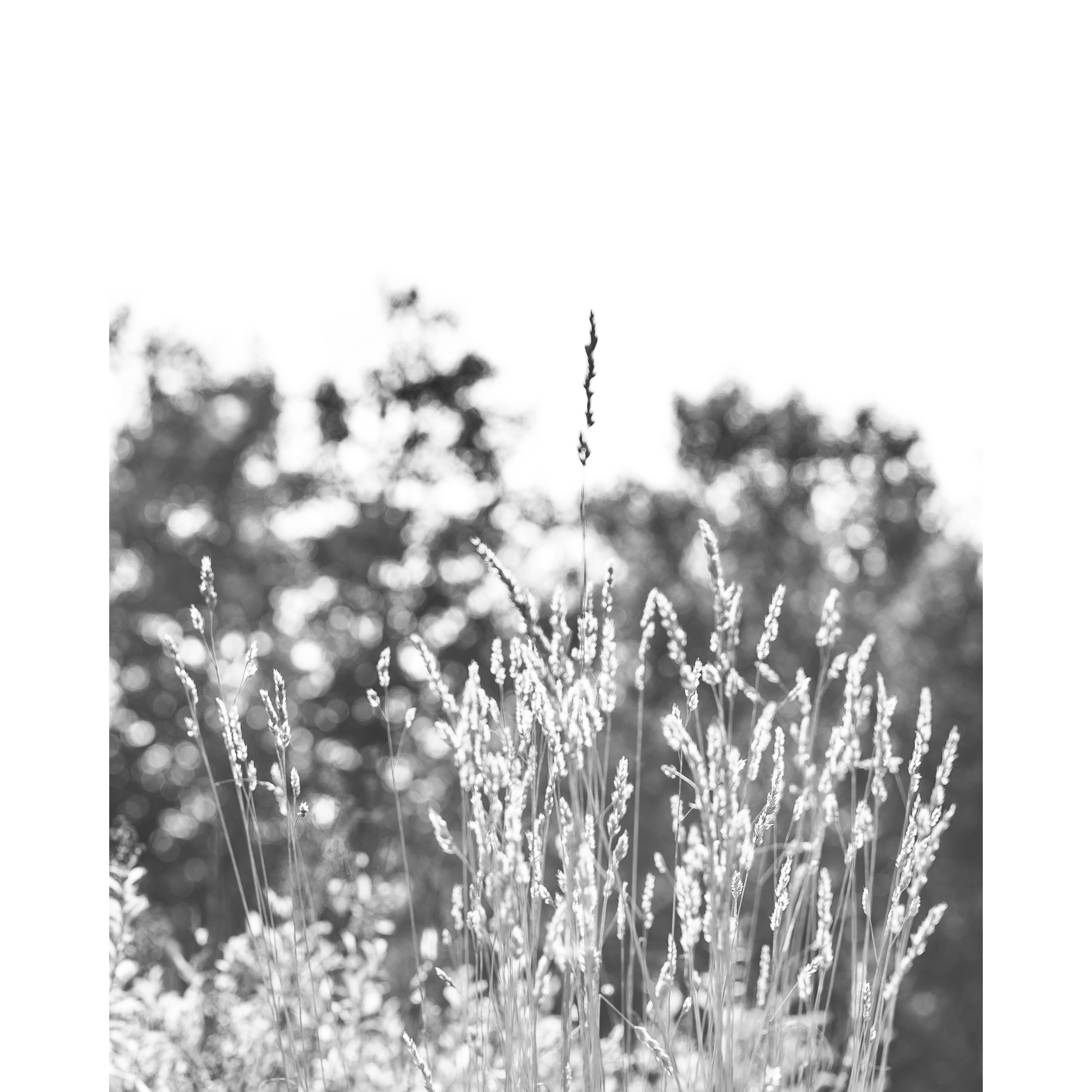 Maine Grass II