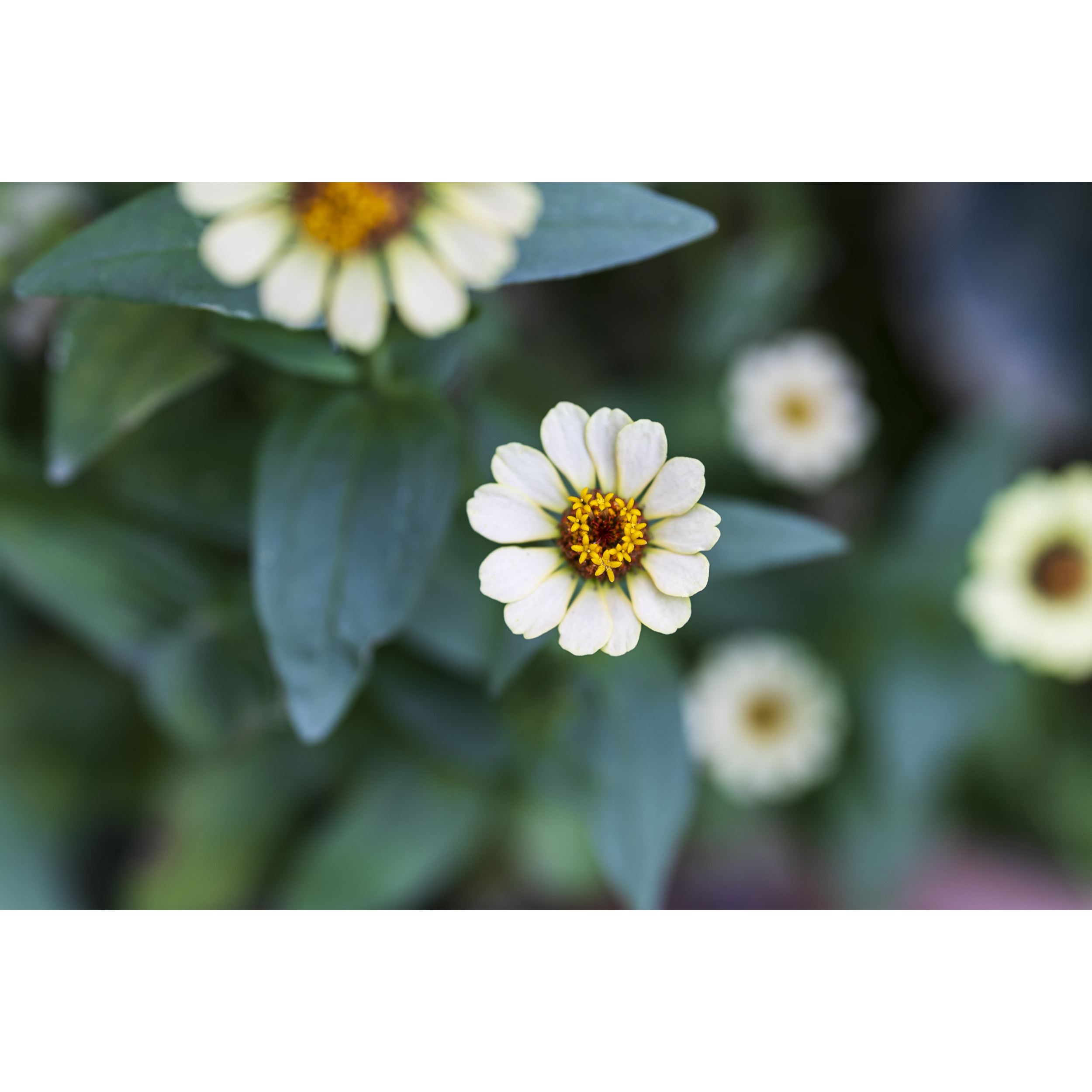 Zinnia