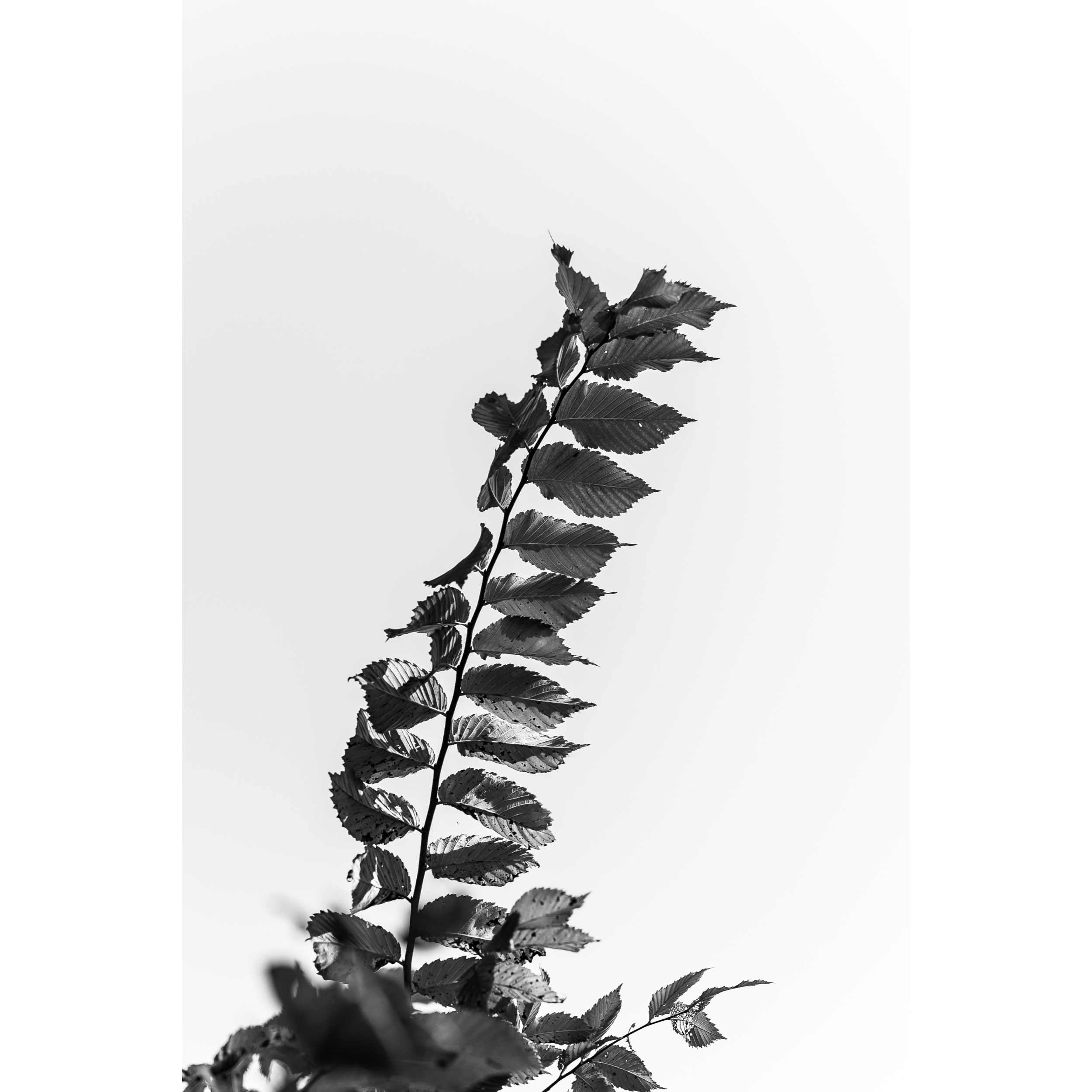Untitled XII