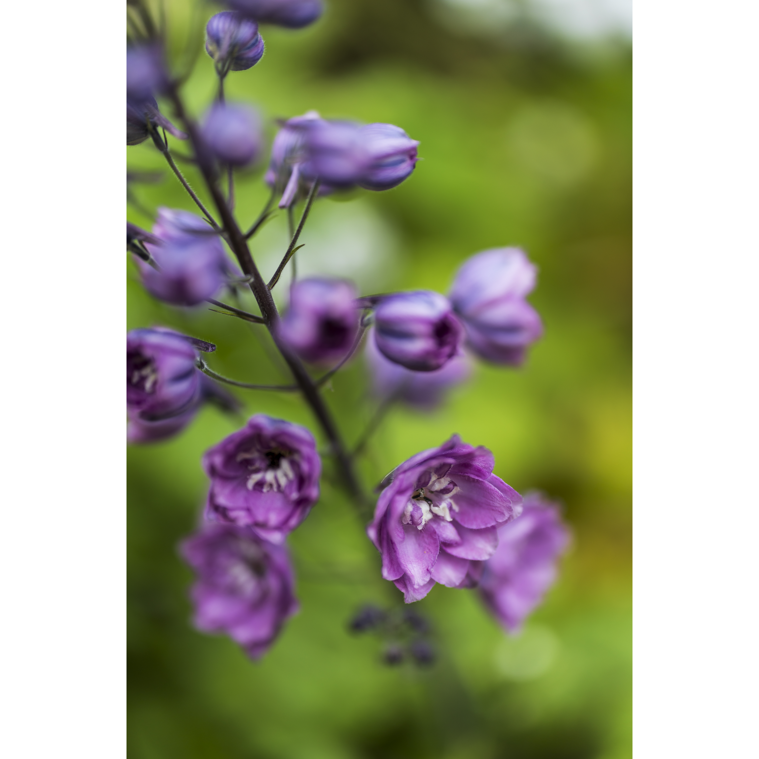 Delphinium