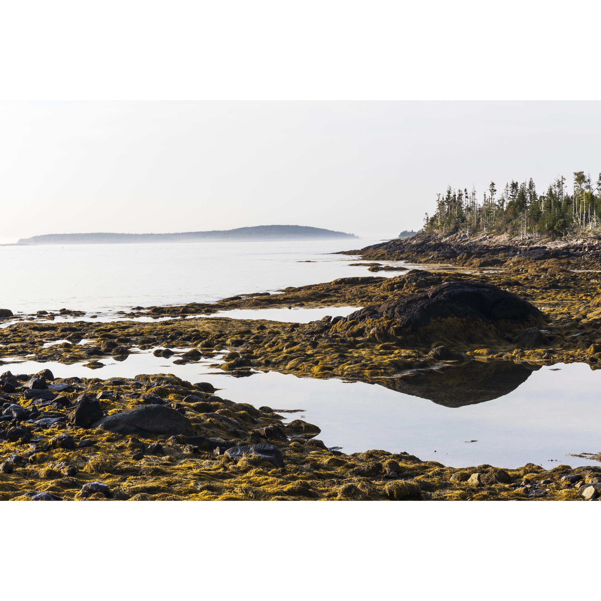 Low Tide I