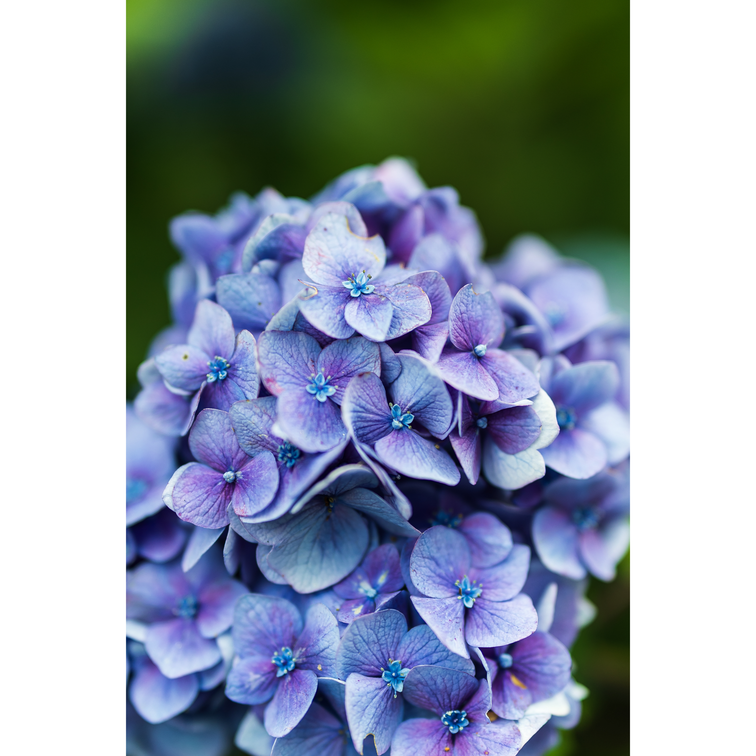 Hydrangea III