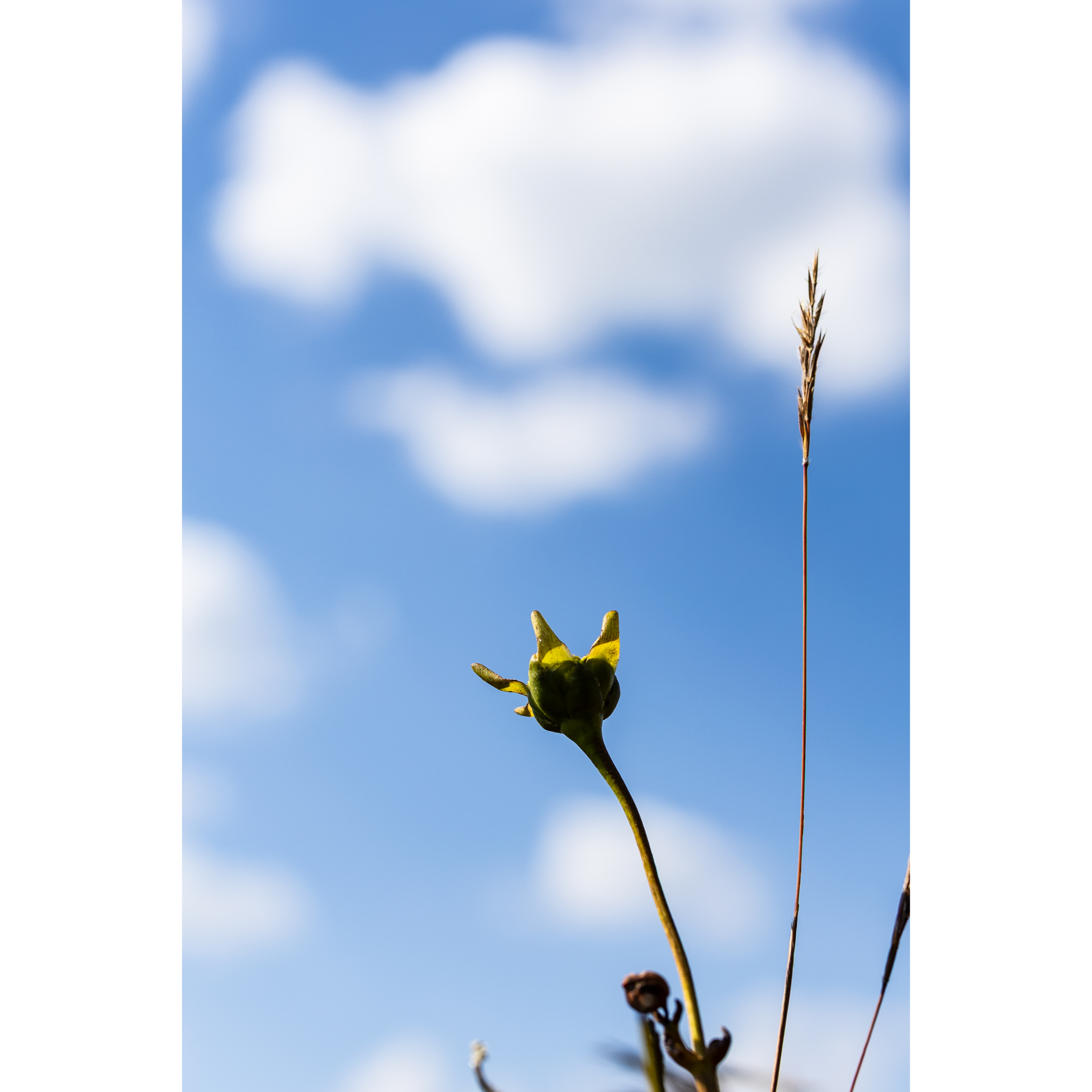 Cloud Gazing