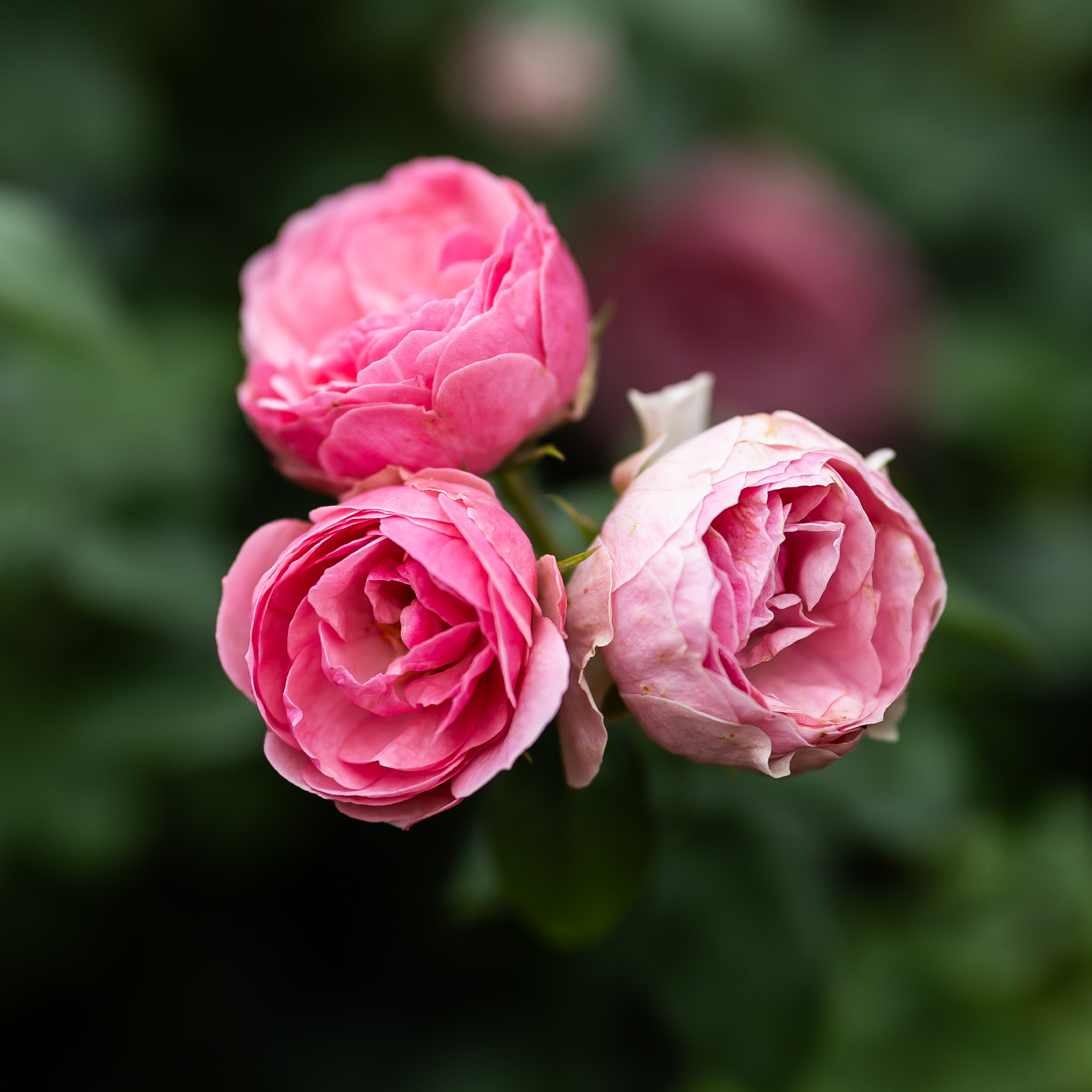 Roses III