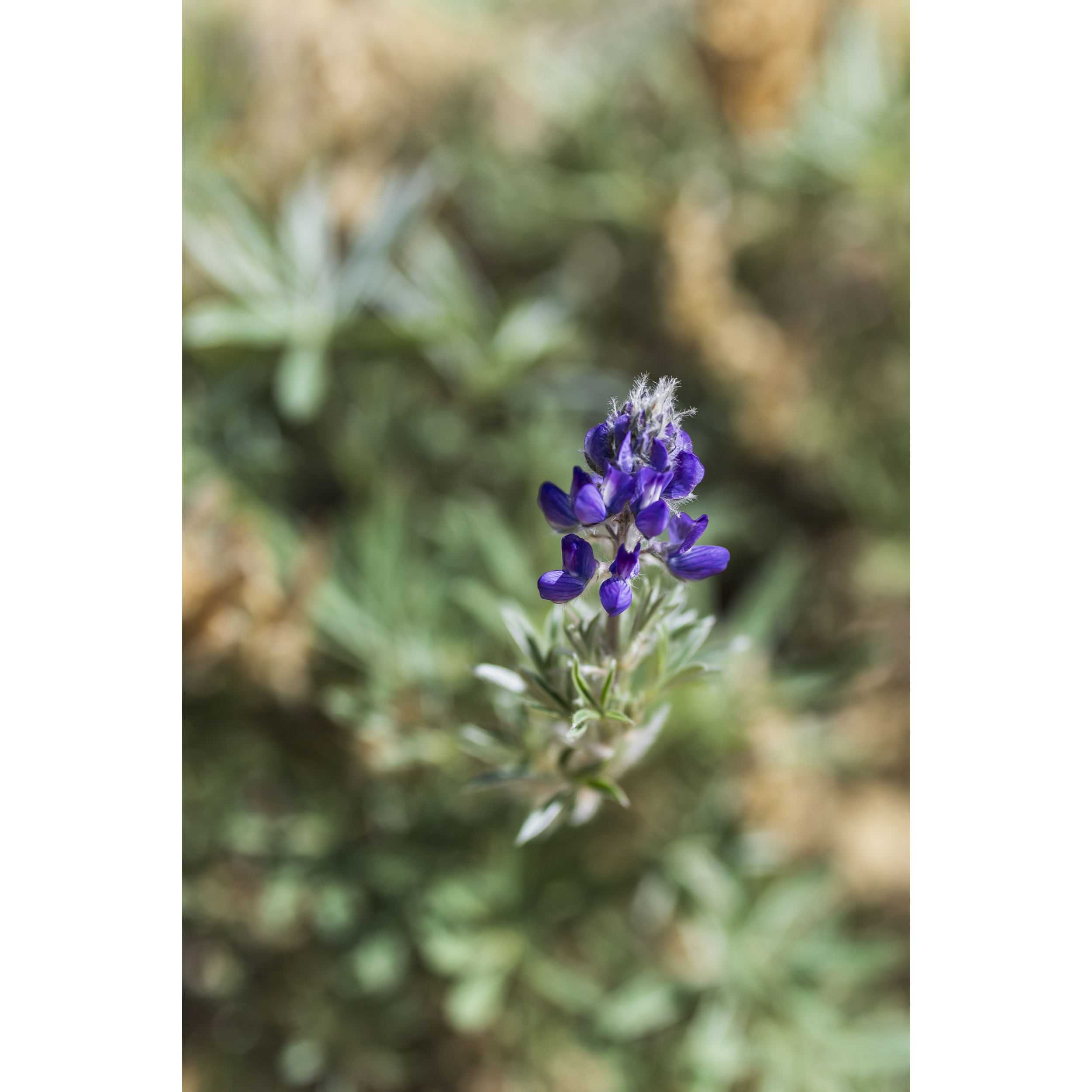 Yukon Lupine II