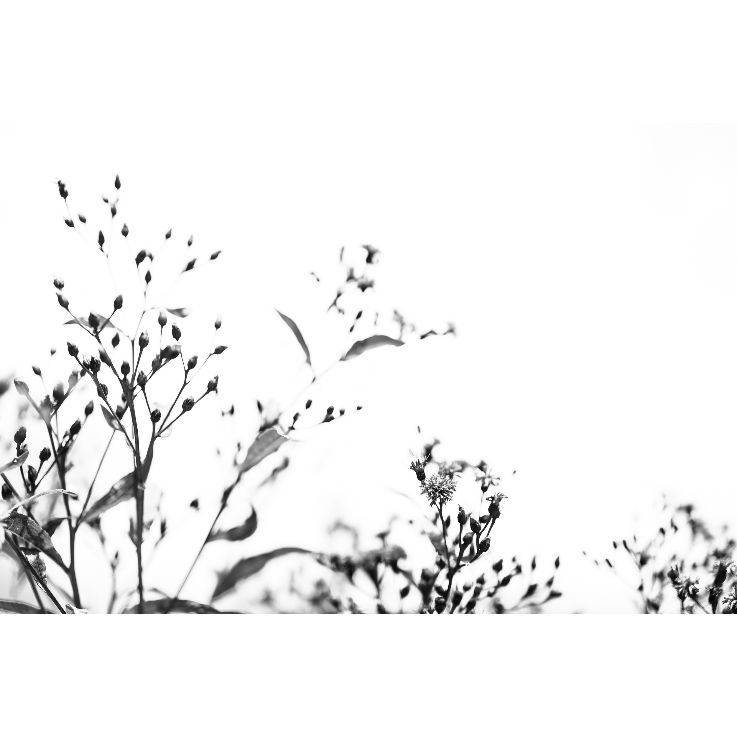 Untitled VII