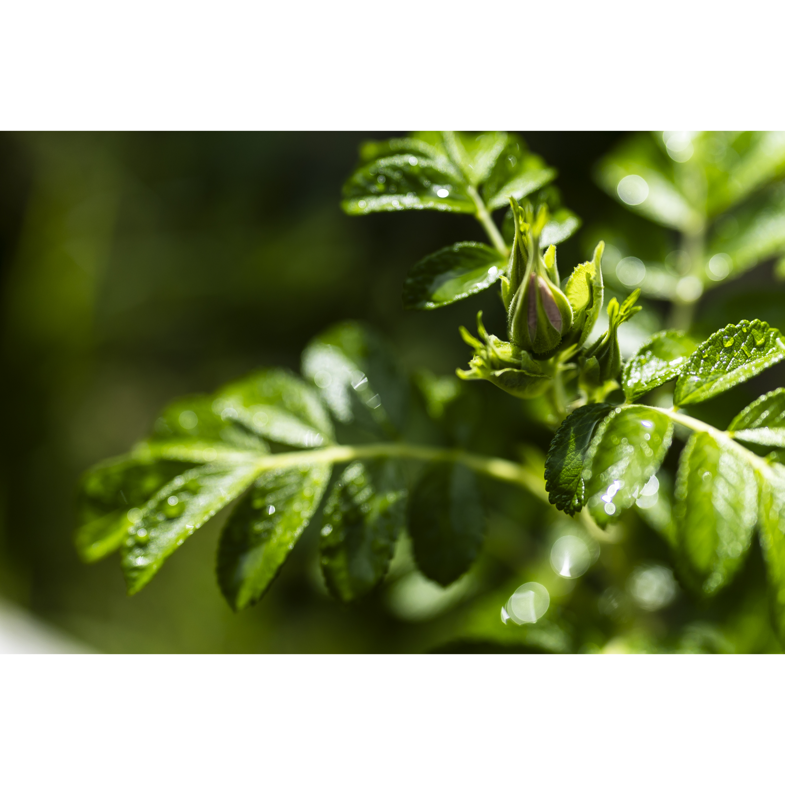 Bud II