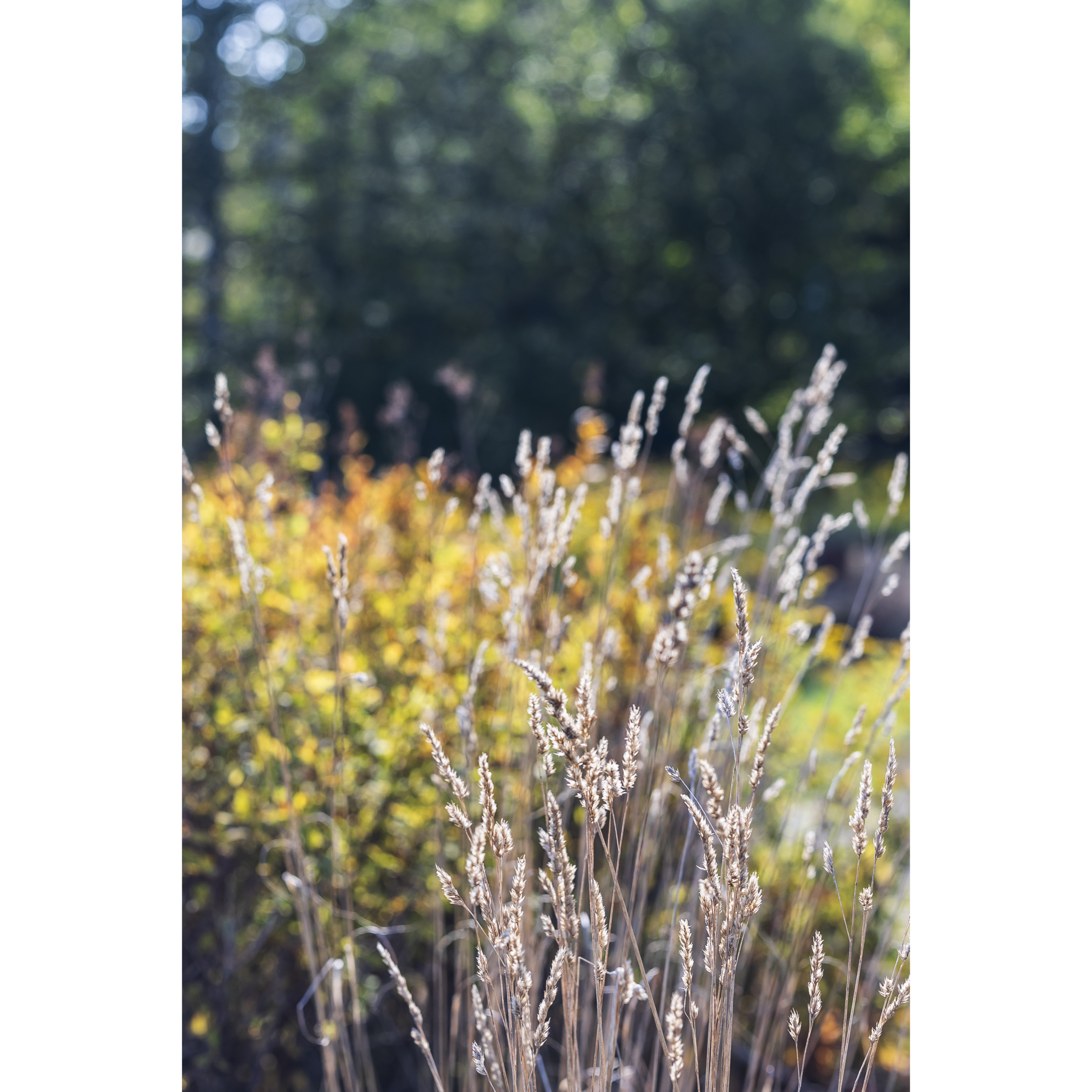 Maine Grass I