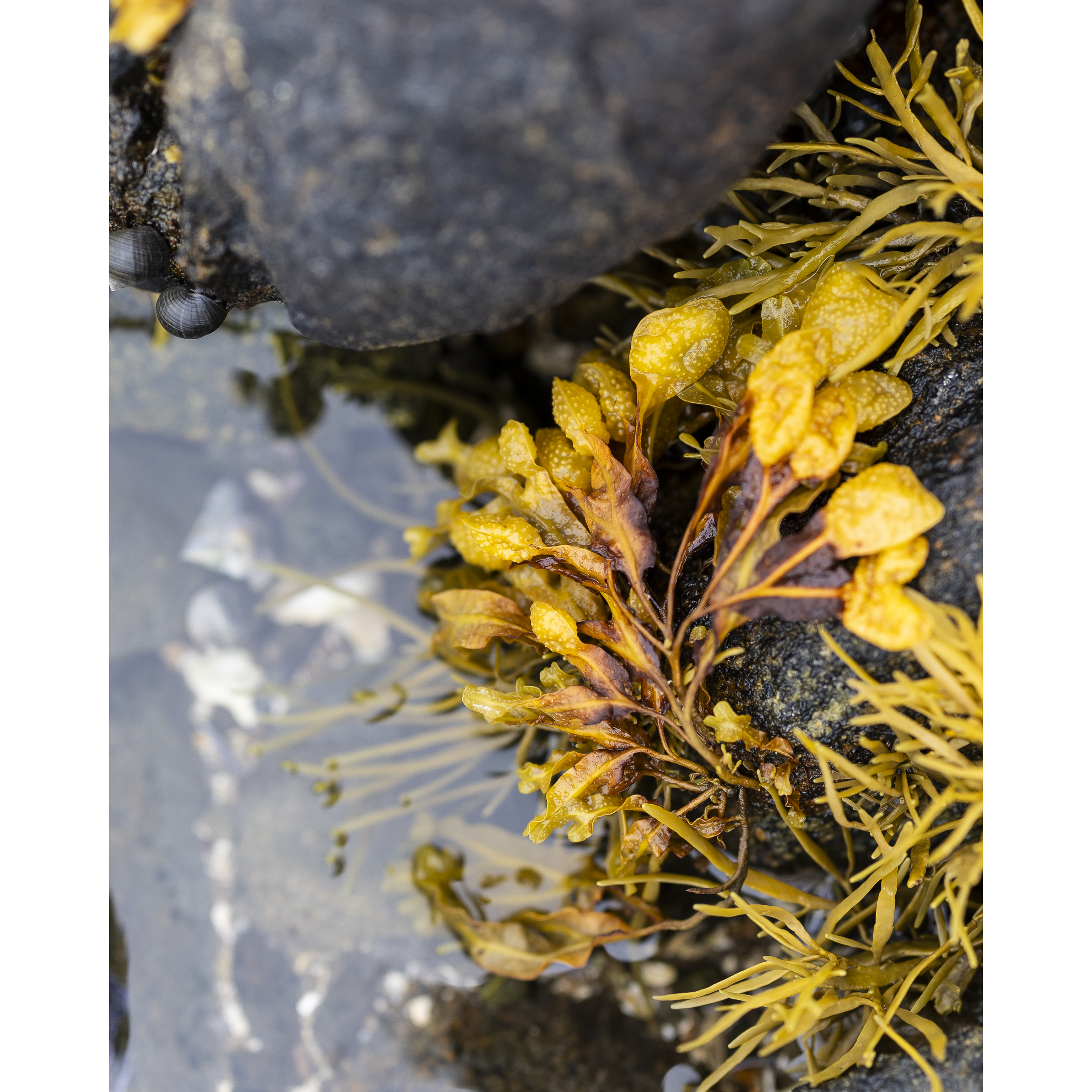 Bladderwrack II