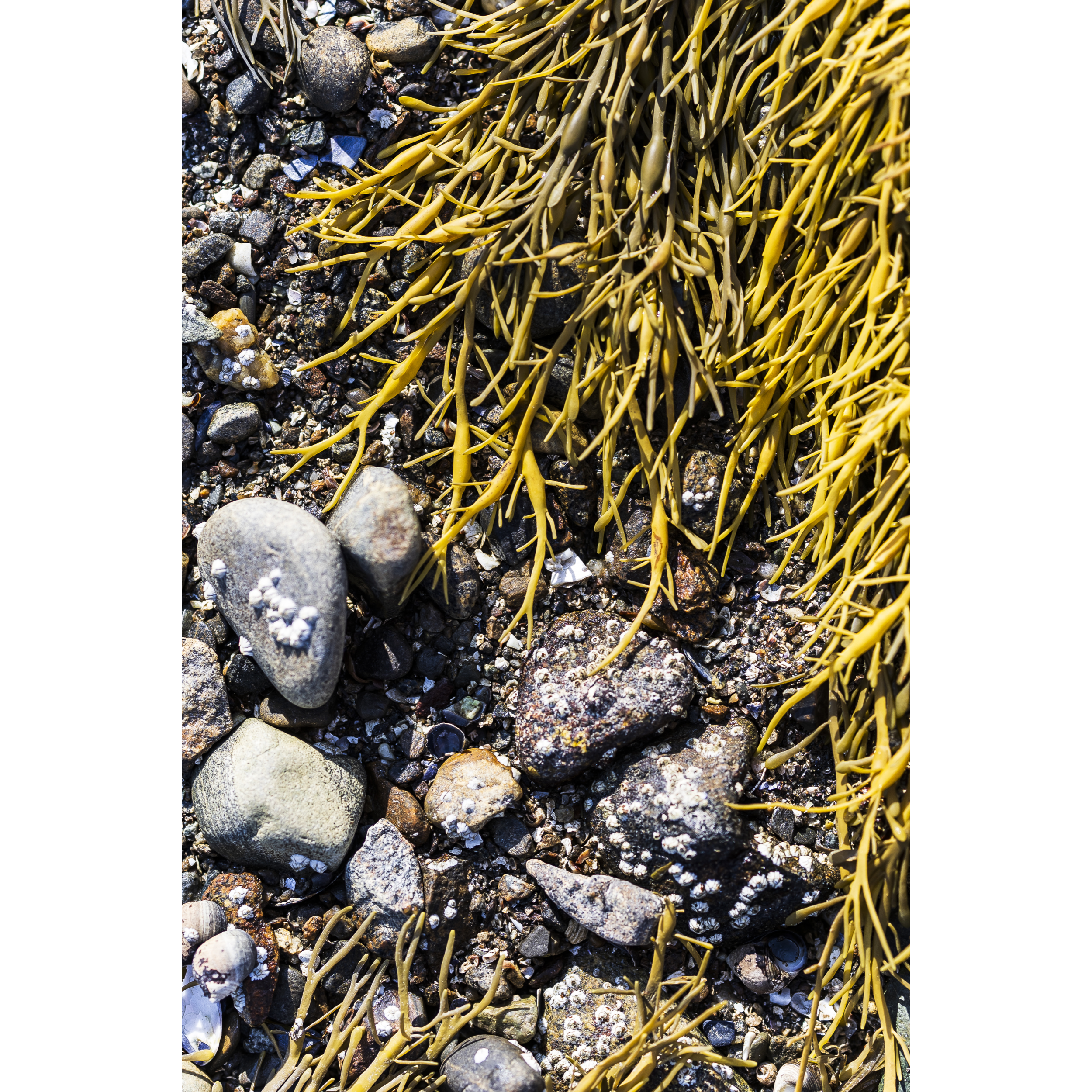 Knotted Wrack
