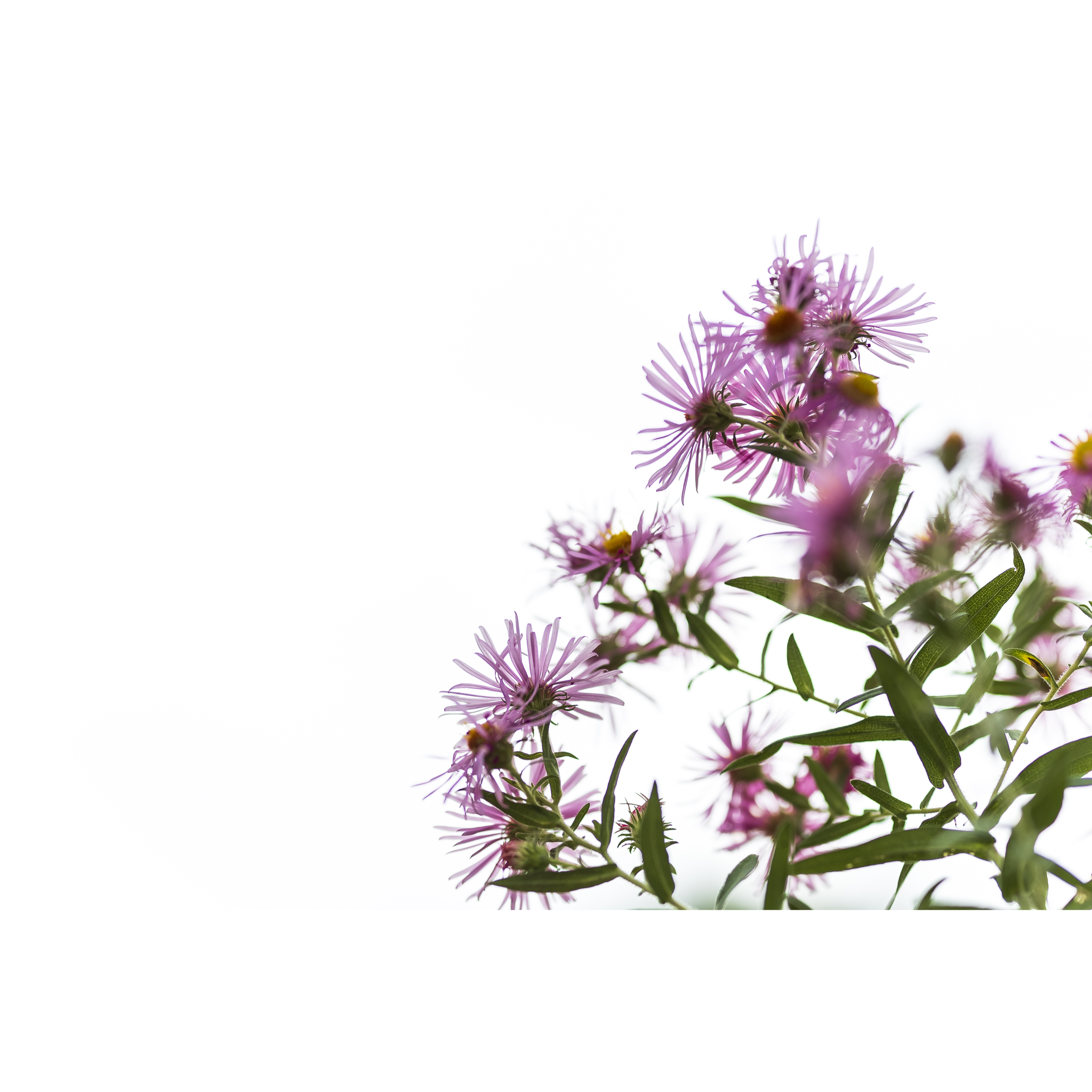Asters II