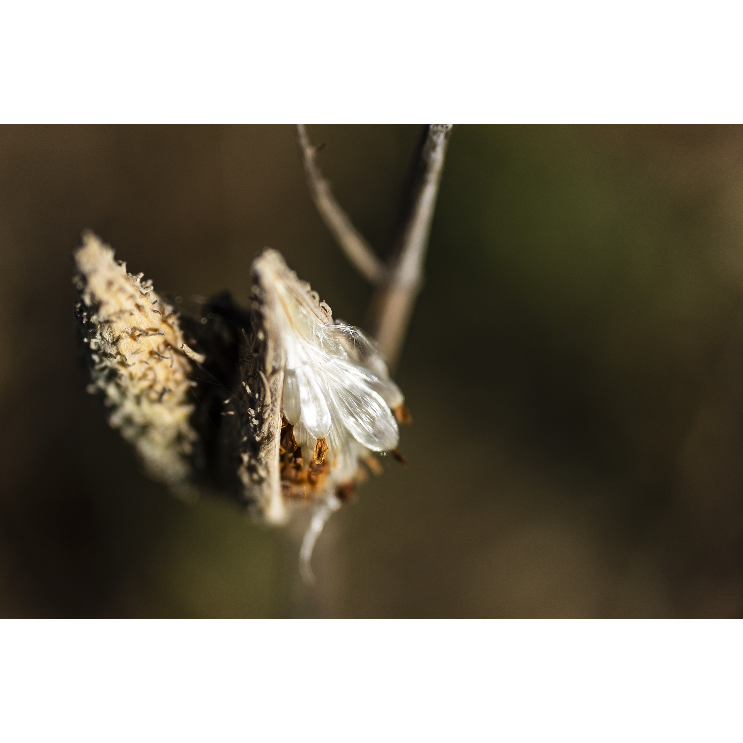 Milkweed Pod