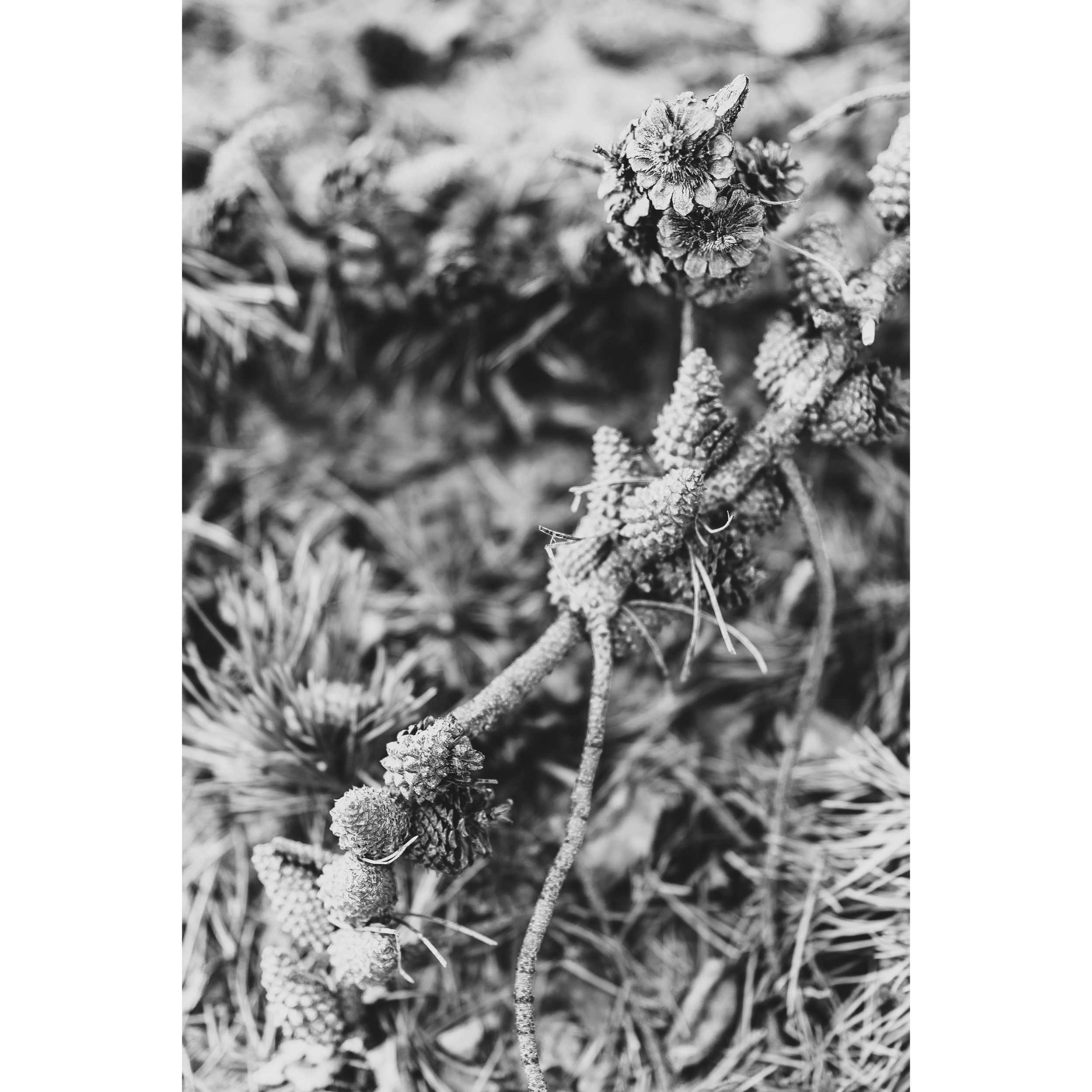 Pine II