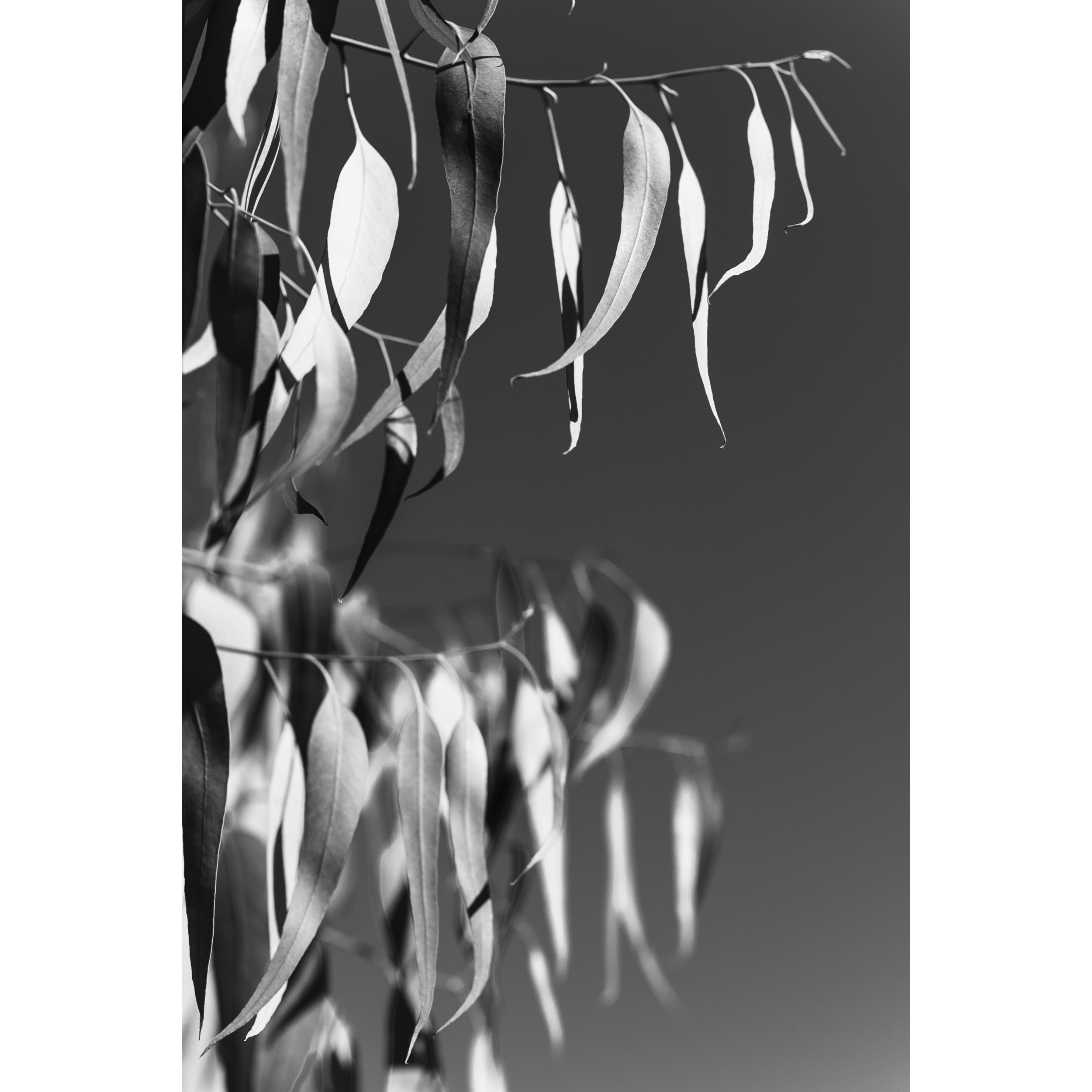 Untitled XI