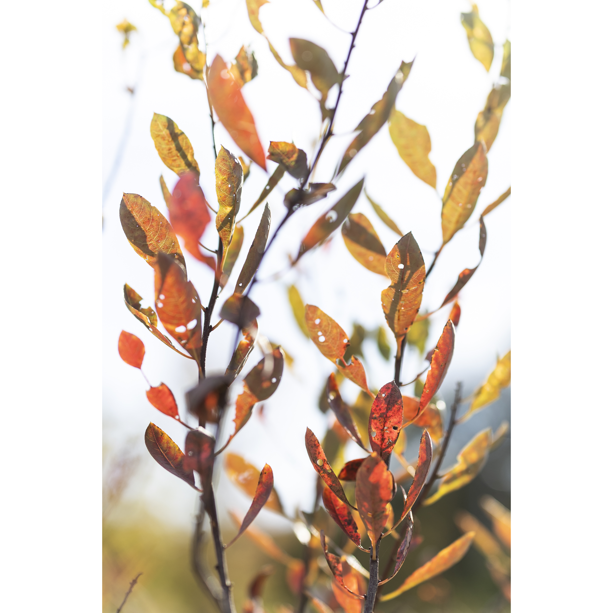 Autumn IV