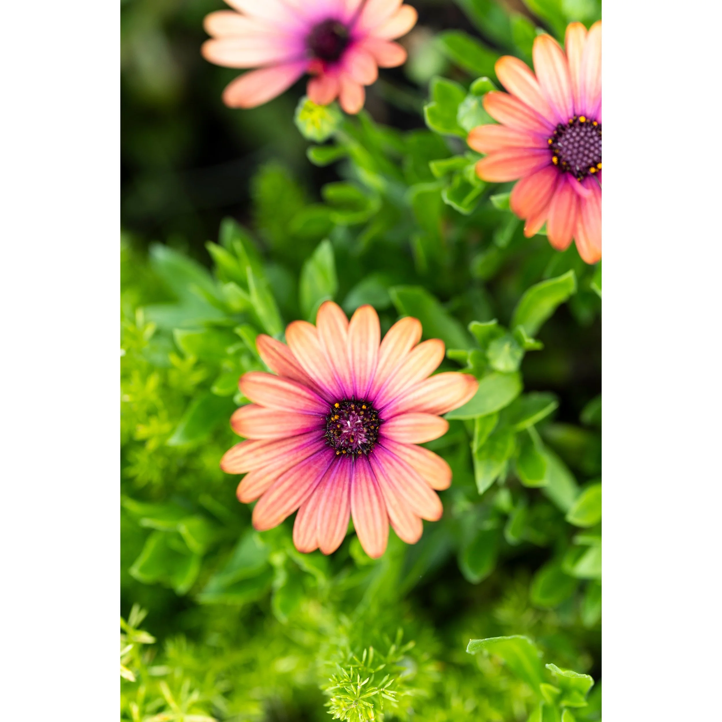 African Daisy