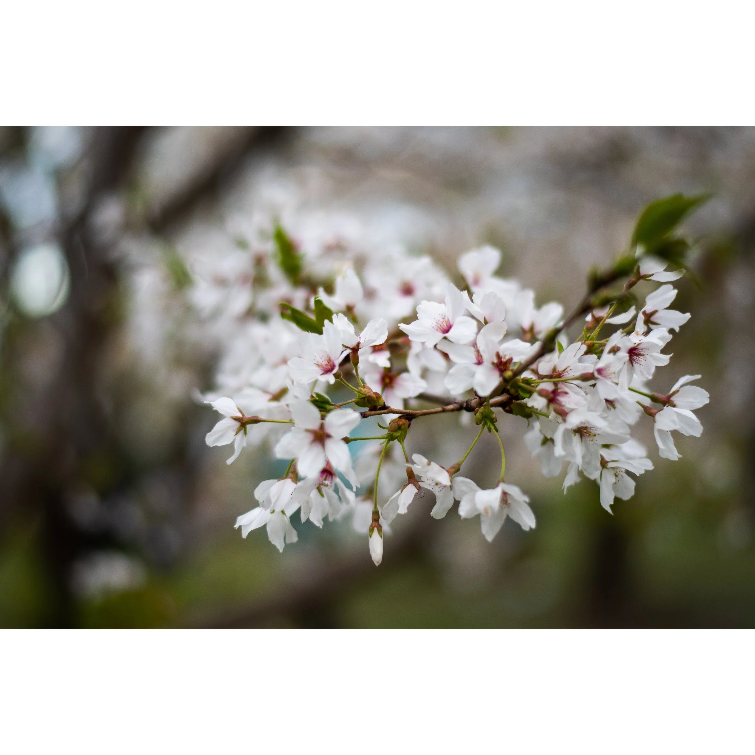 Cherry Blossoms I