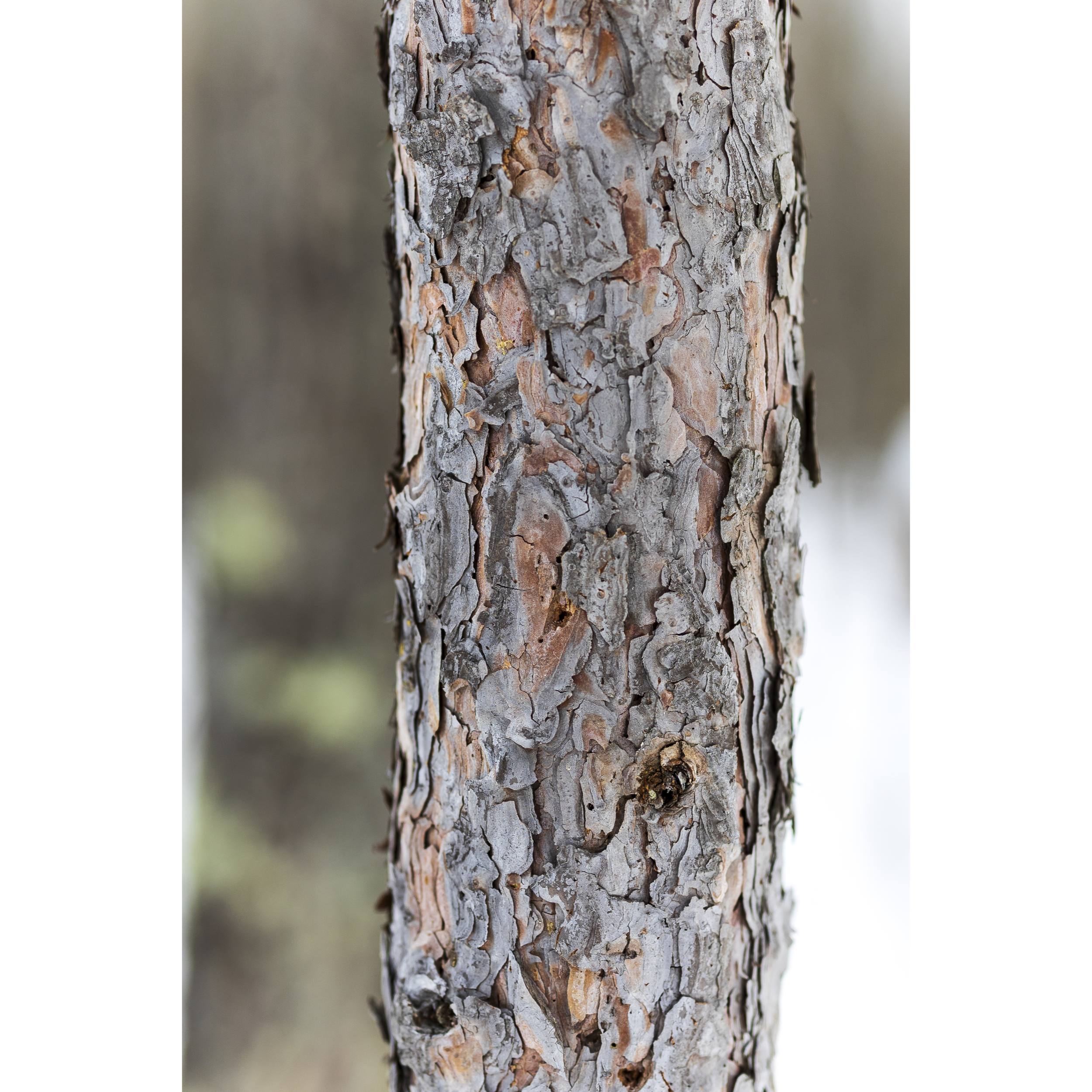 Tree Bark V