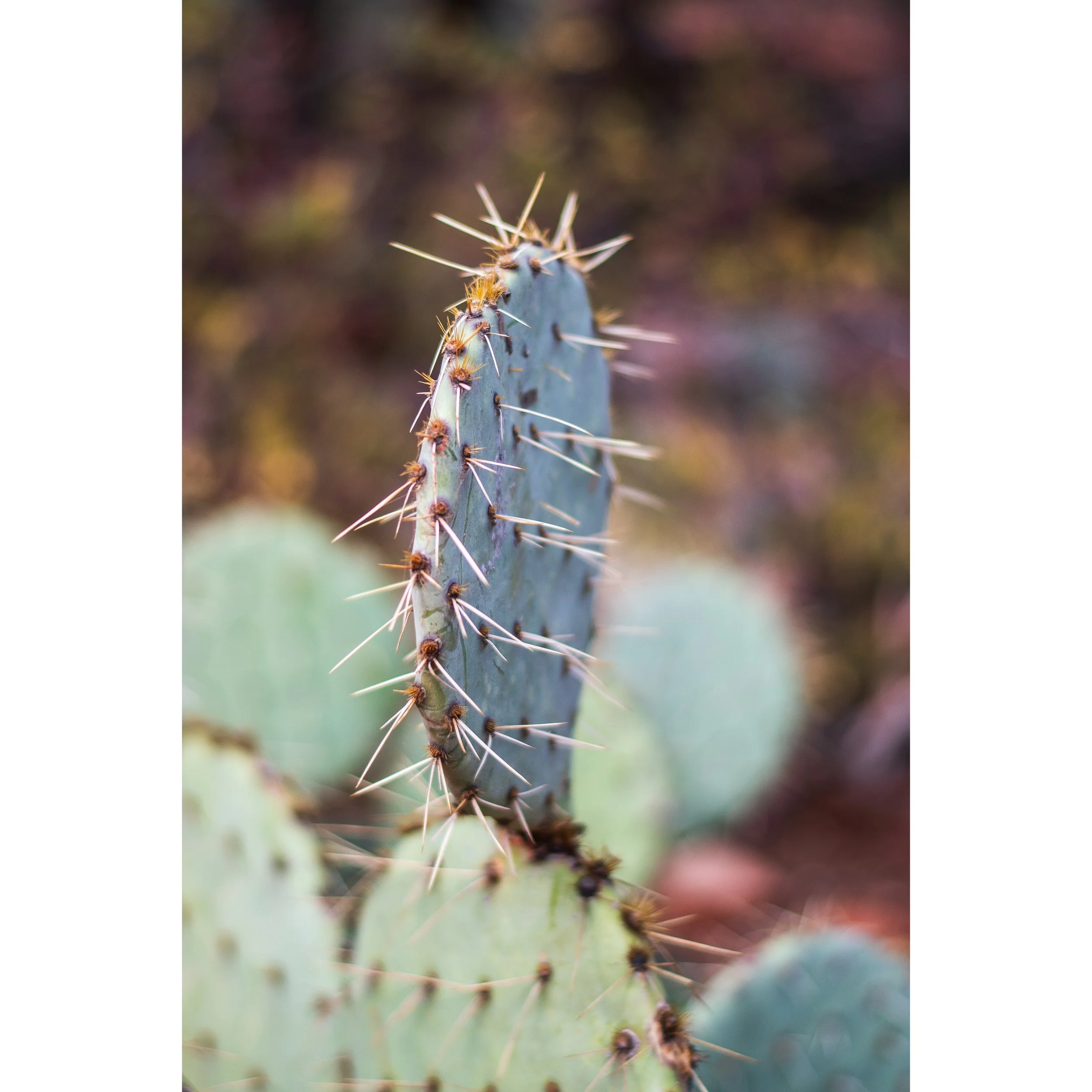 Prickly Pear