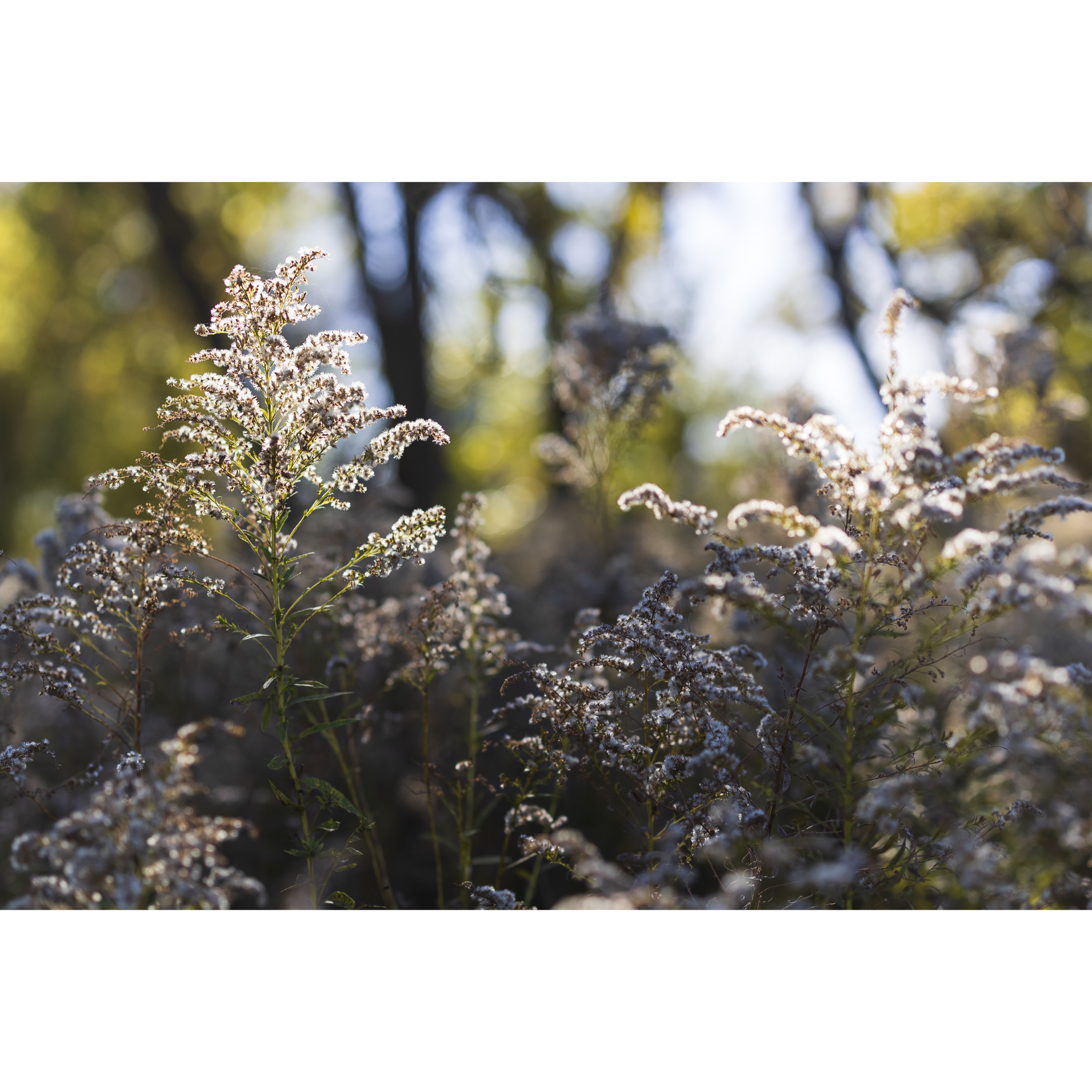 Goldenrod Seed II