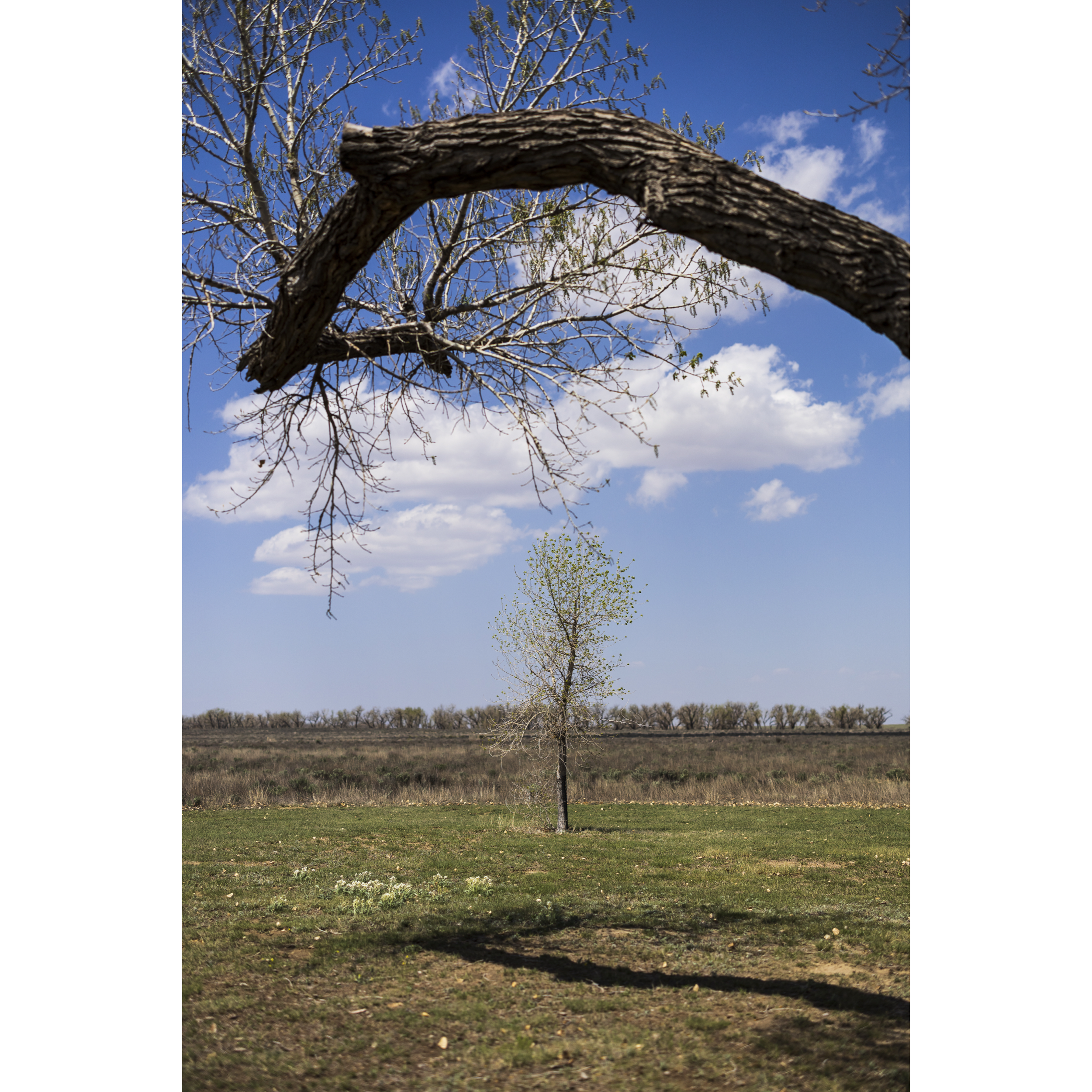 Cottonwood