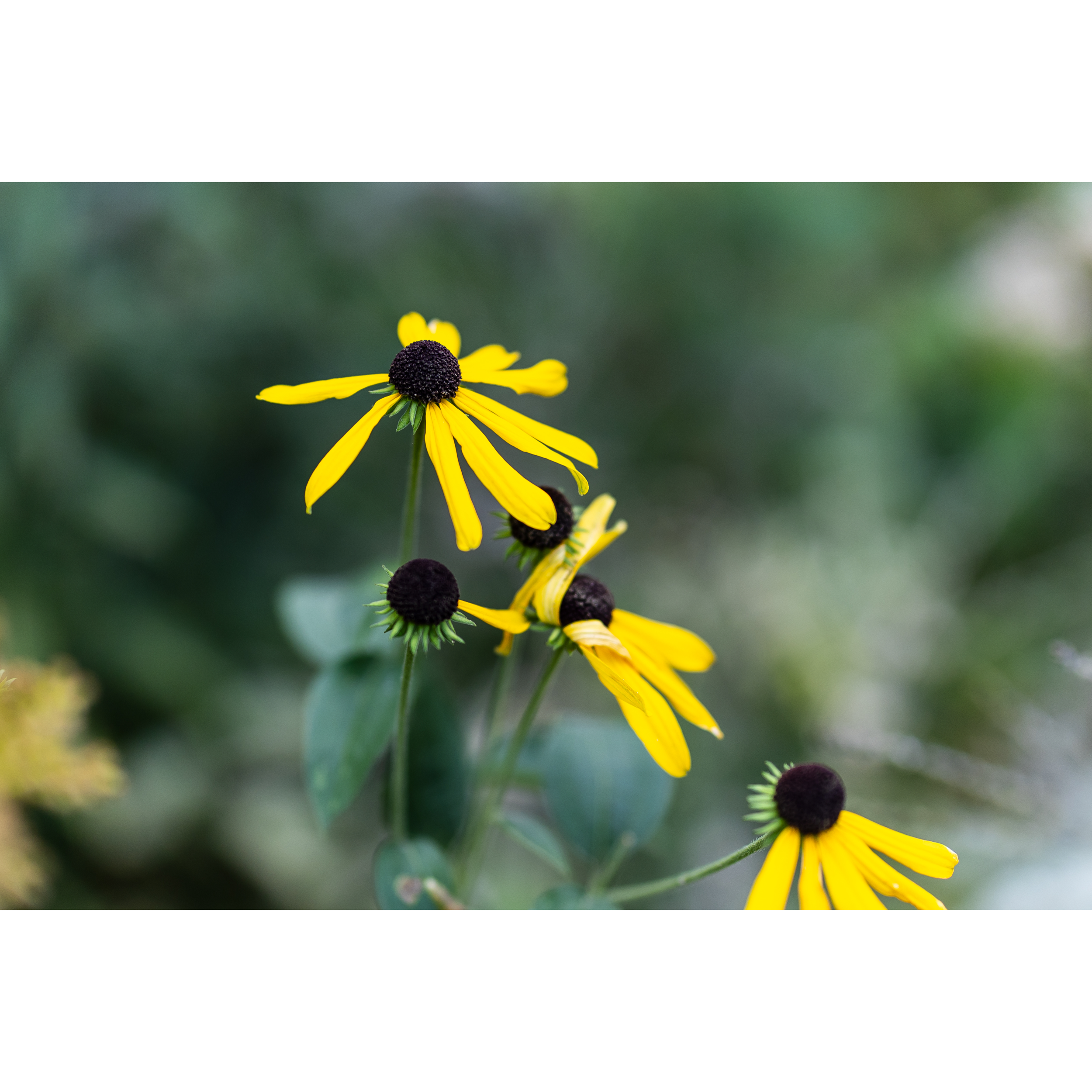 Black-Eyed Susan I