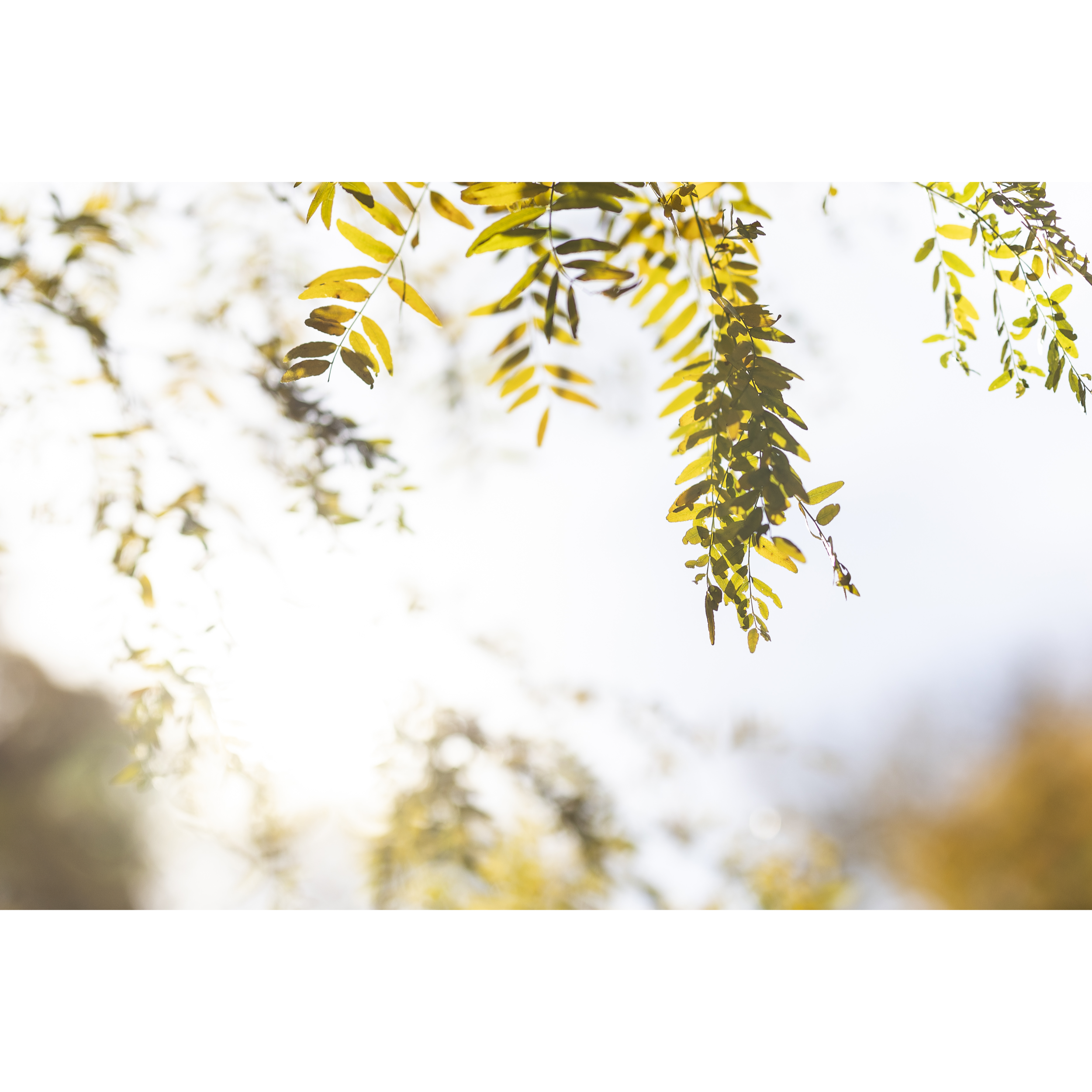 Autumn V
