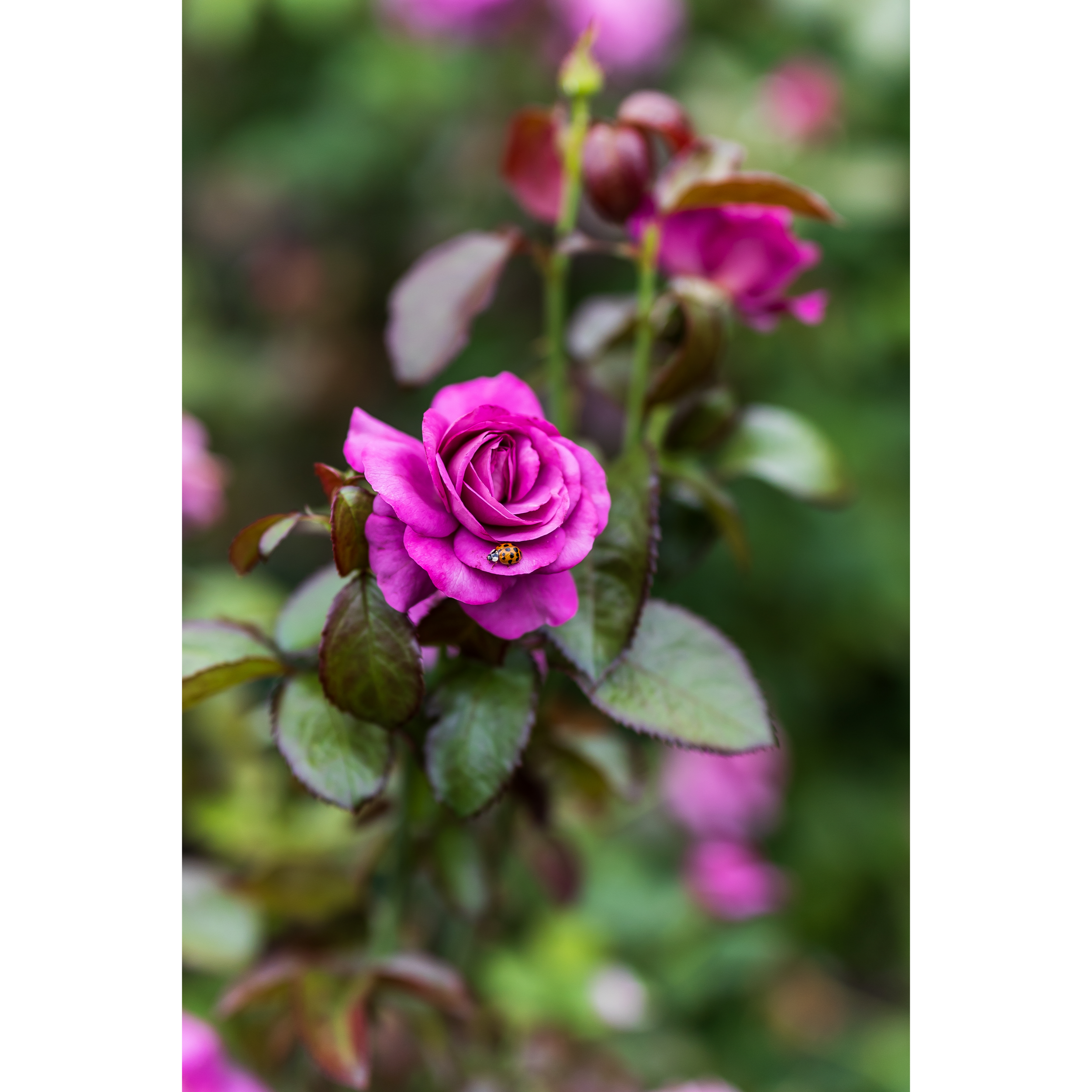 Roses V