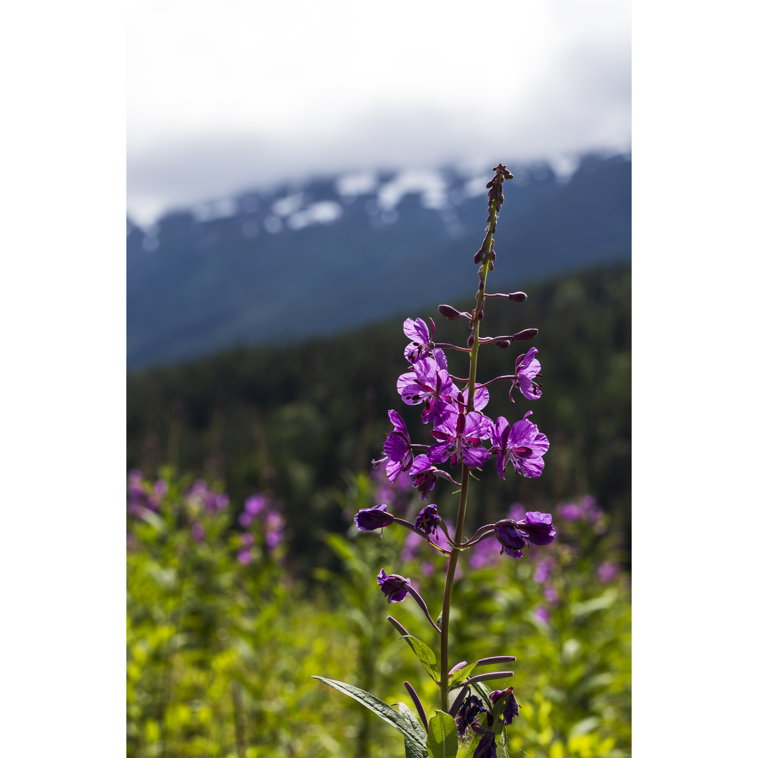 Fireweed III